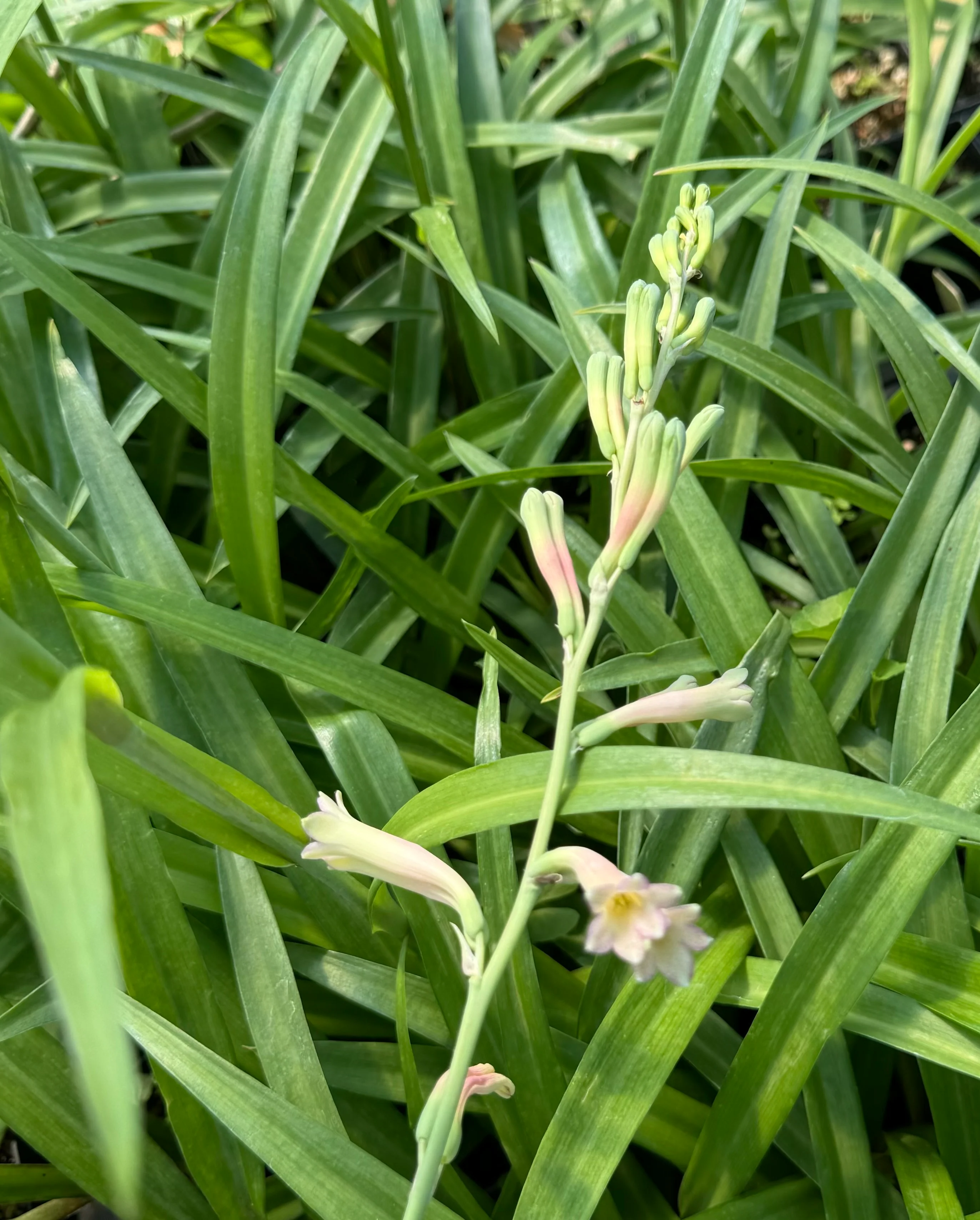 Polianthes x bundrantii 'Chirp' - Image 3