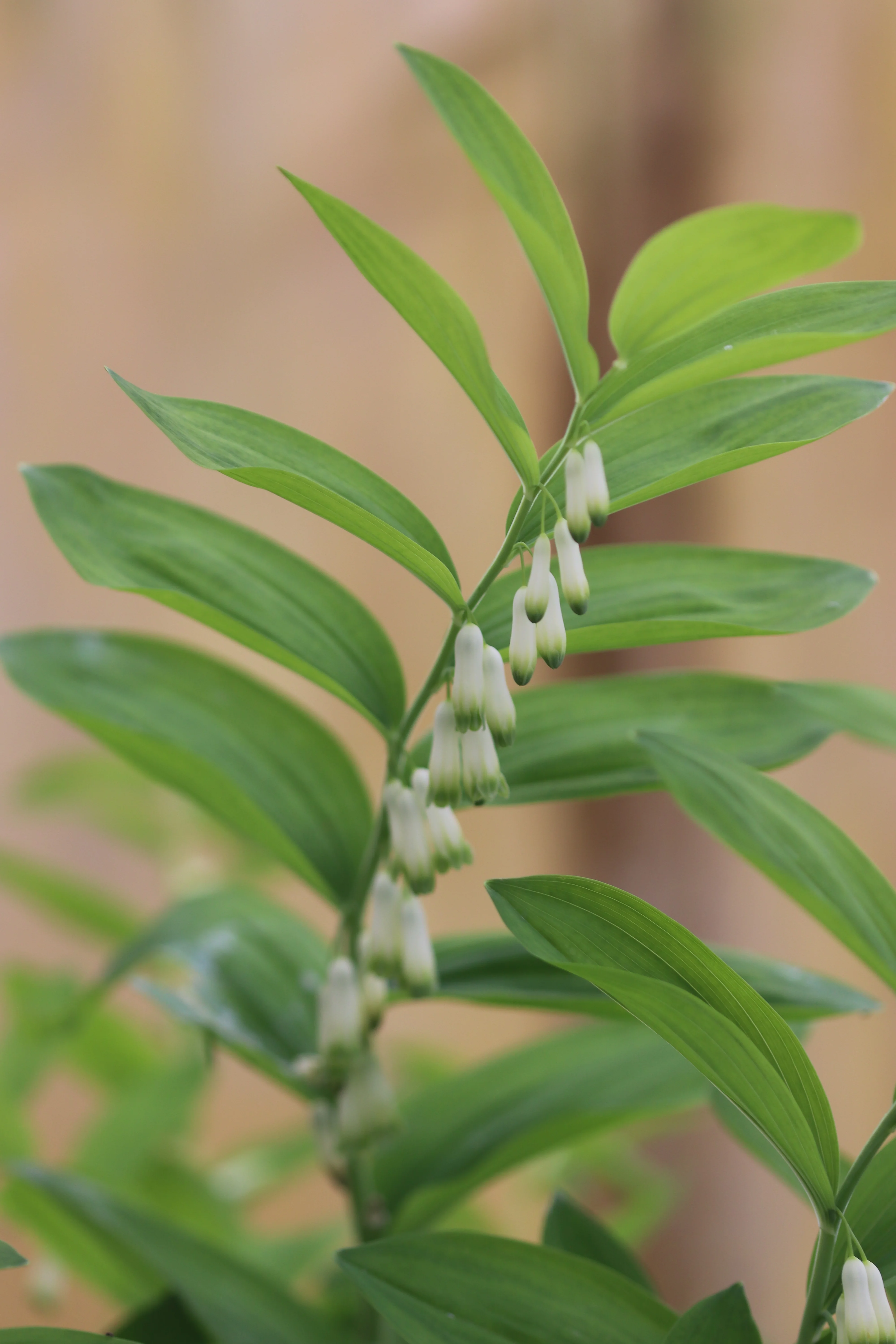 Polygonatum biflorum - Image 2