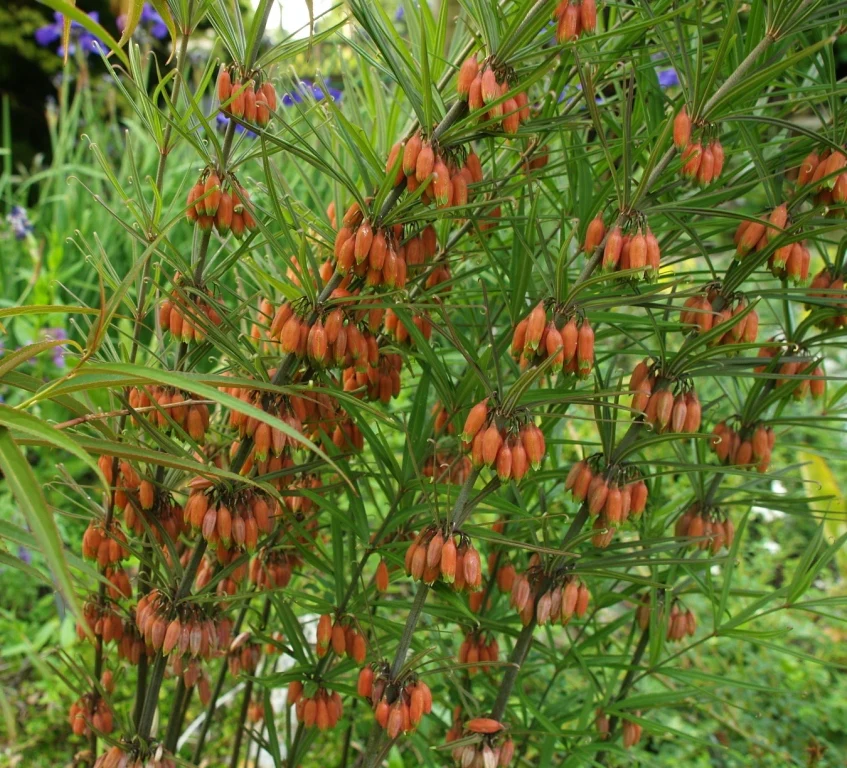 Polygonatum kingianum [red flowered form] - Image 2