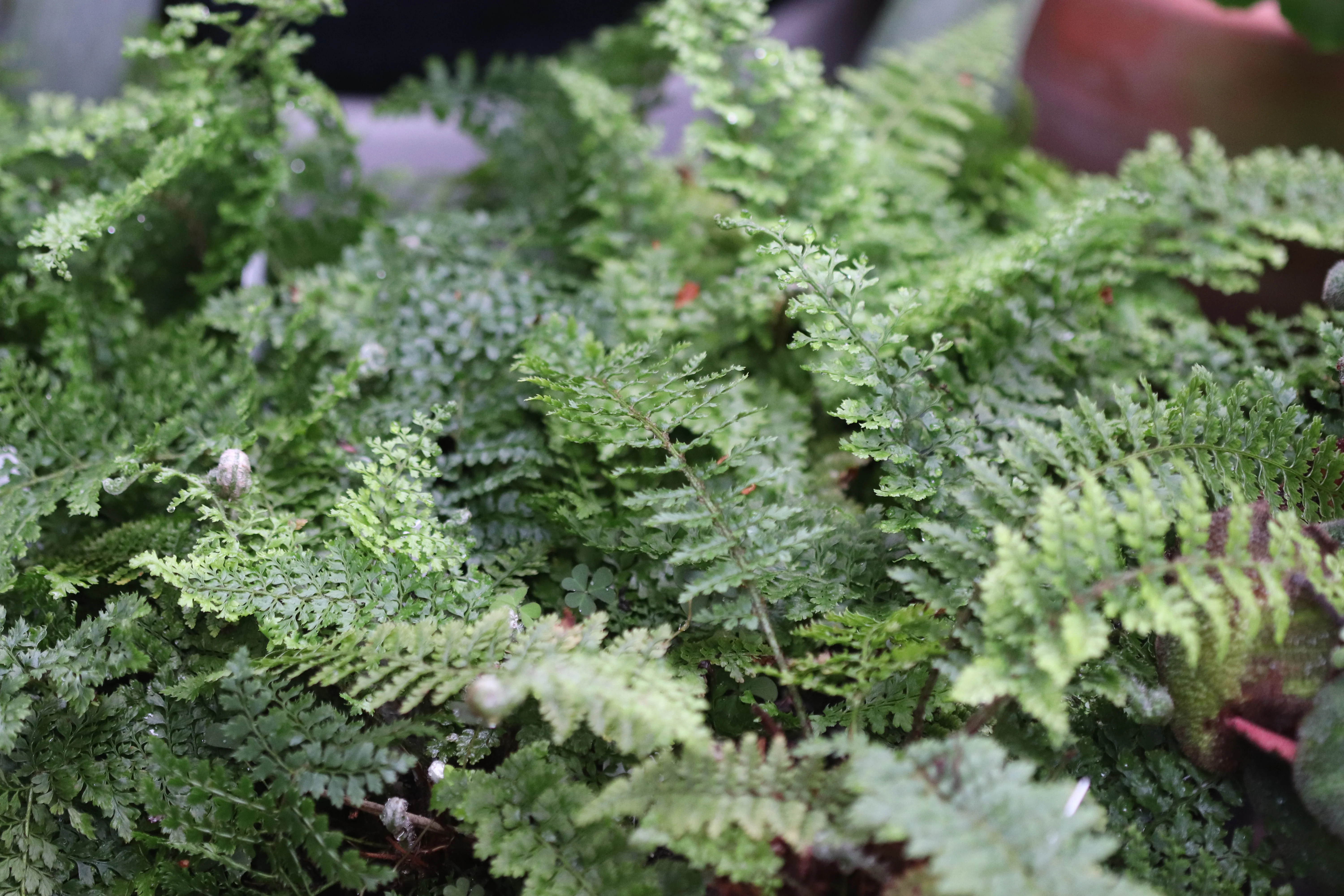 *RETAIL - Polystichum setiferum var. plumosum densum