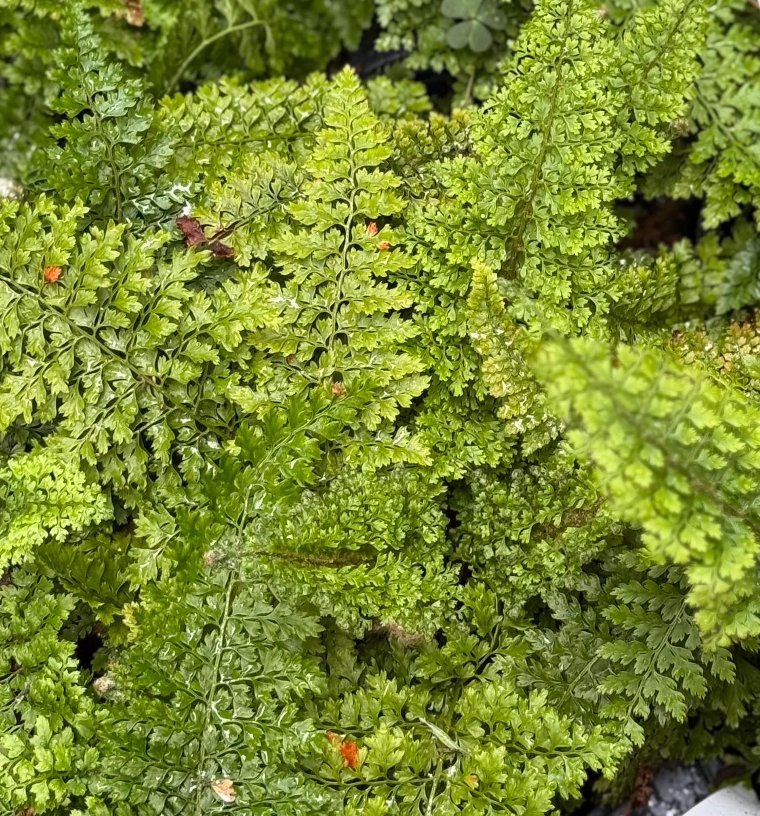 *RETAIL - Polystichum setiferum var. plumosum densum - Image 2