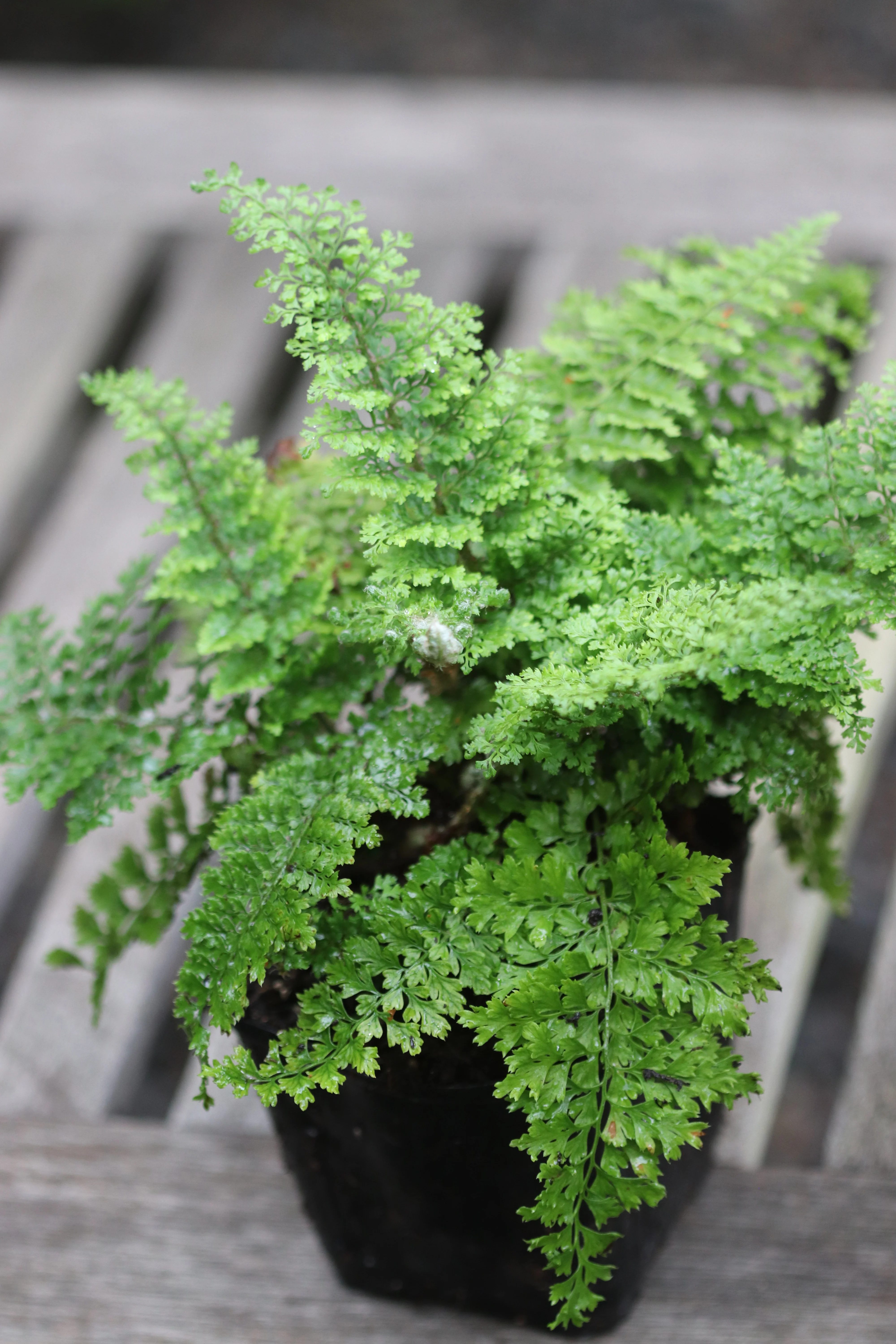 *RETAIL - Polystichum setiferum var. plumosum densum - Image 3