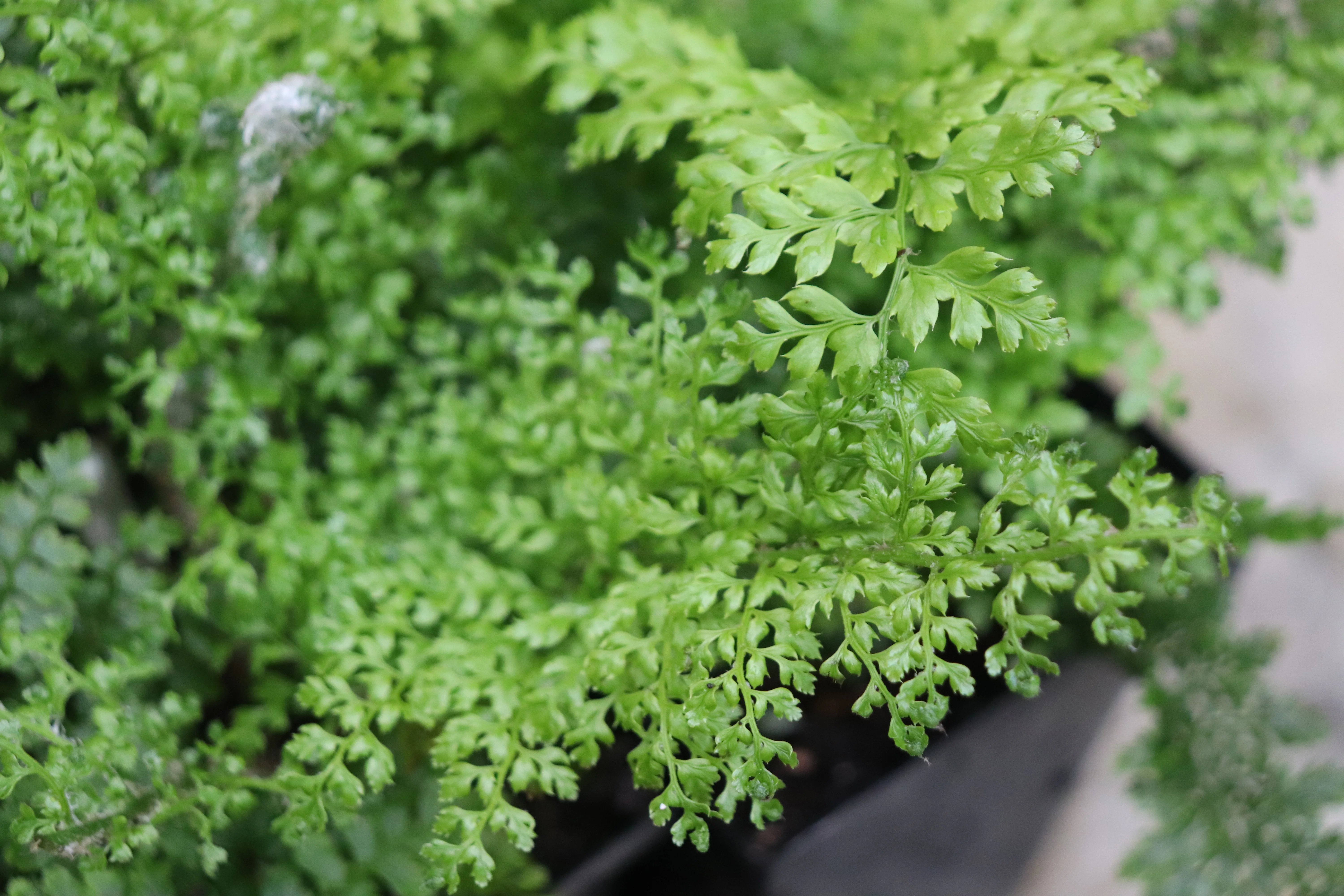 *RETAIL - Polystichum setiferum var. plumosum densum - Image 4