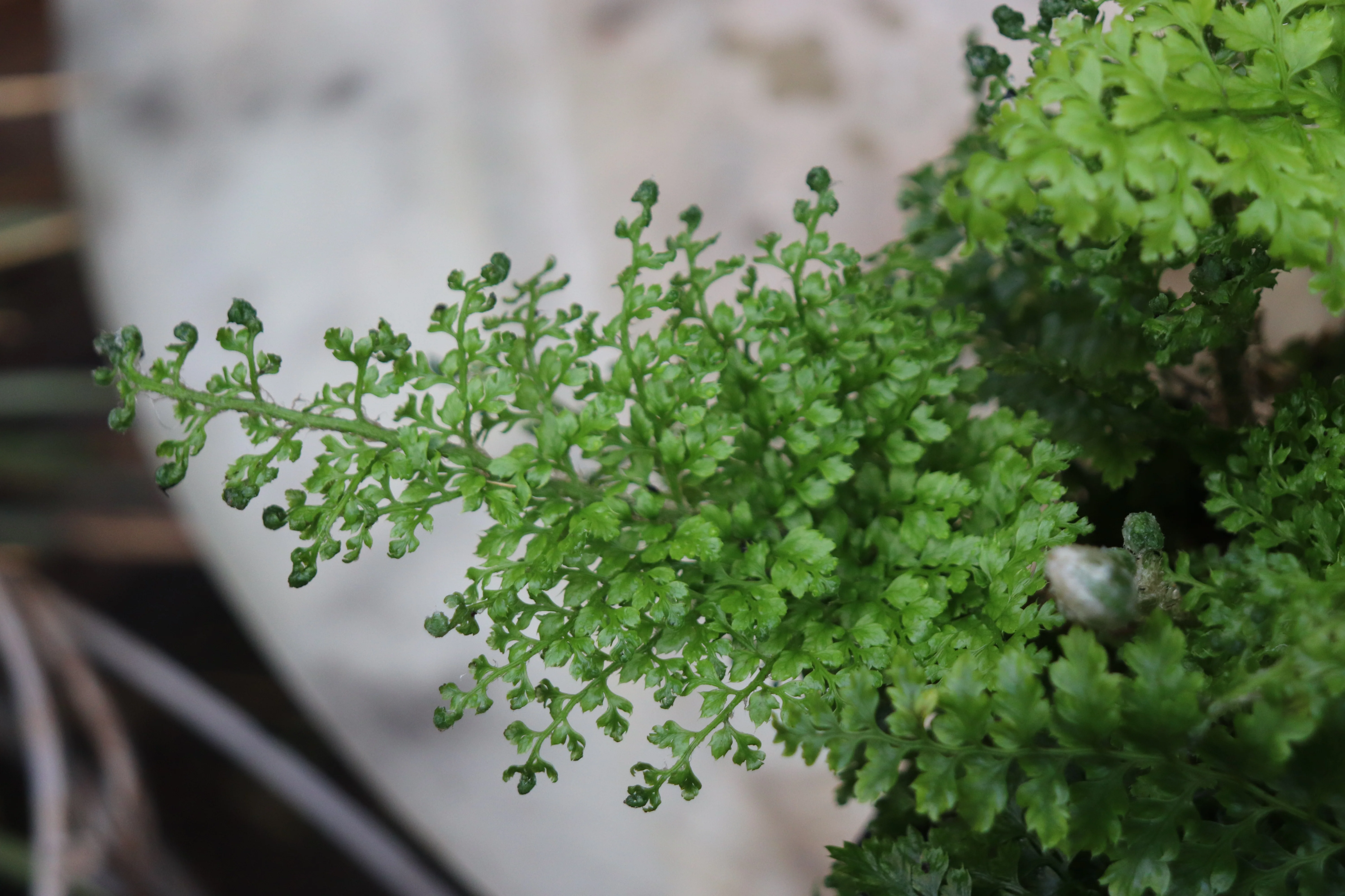 *RETAIL - Polystichum setiferum var. plumosum densum - Image 5