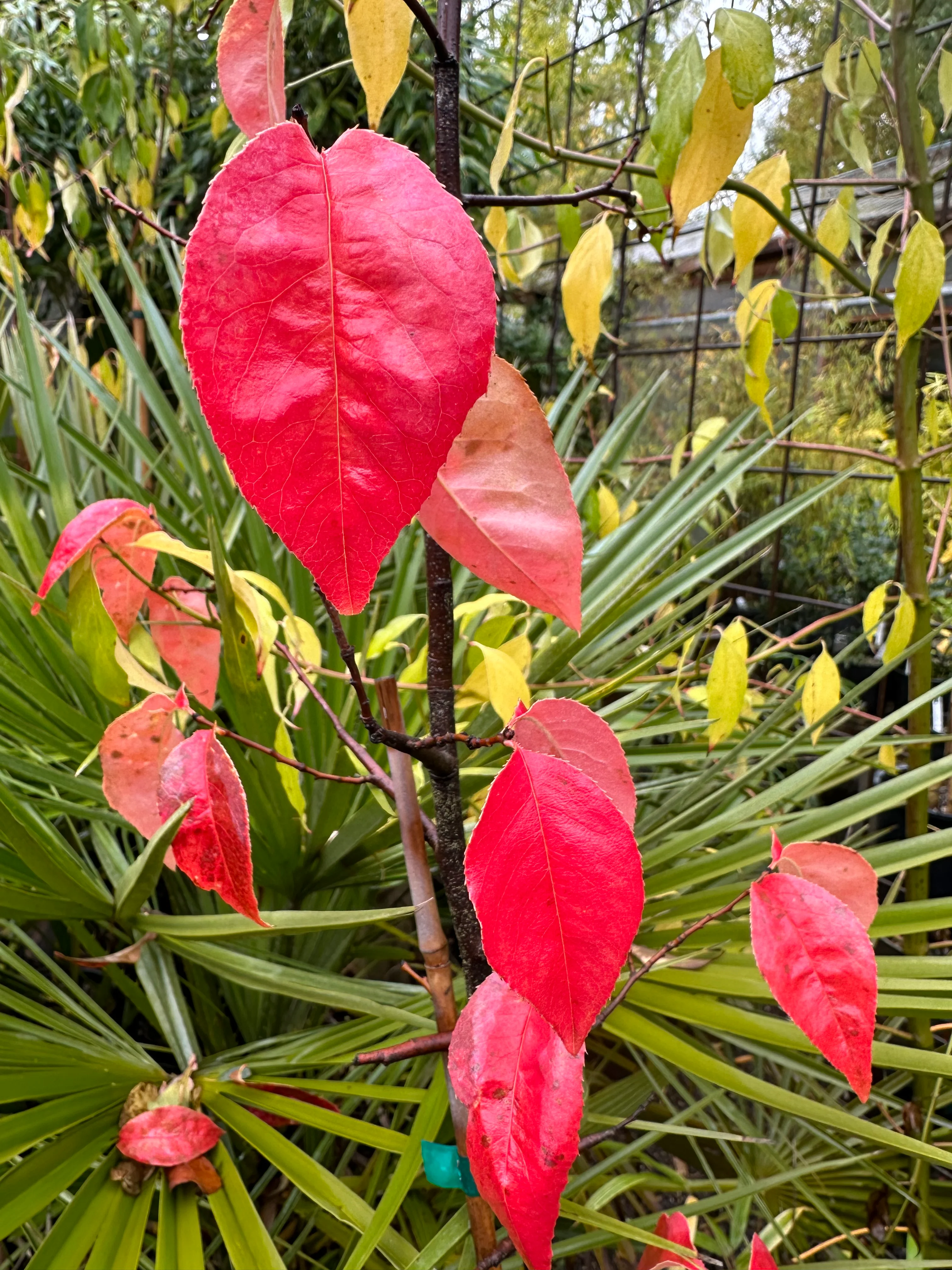 *RETAIL - Chaenomeles sinensis - Image 3