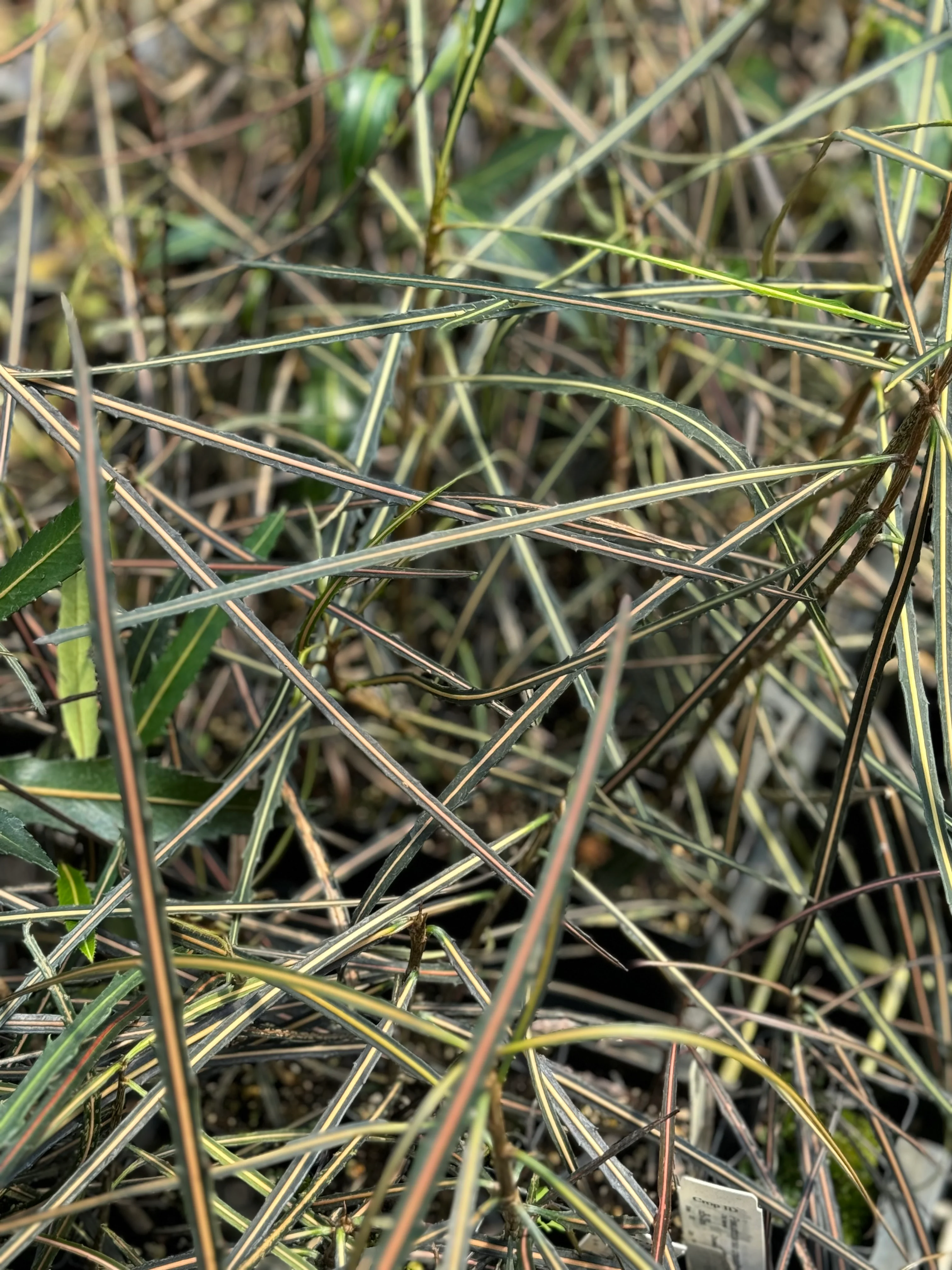 Pseudopanax crassifolius - Image 3