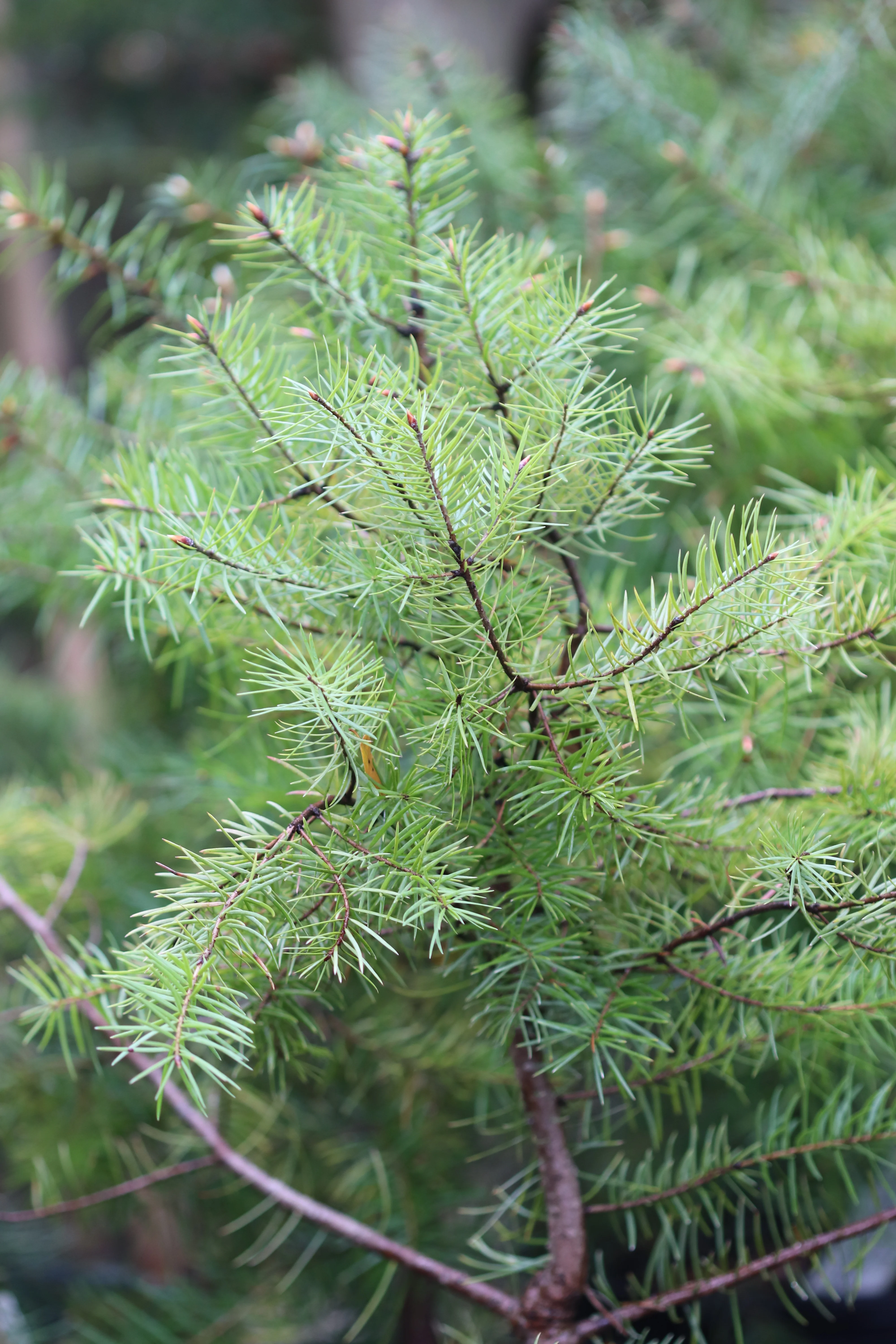 *RETAIL - Pseudotsuga macrocarpa - Image 2
