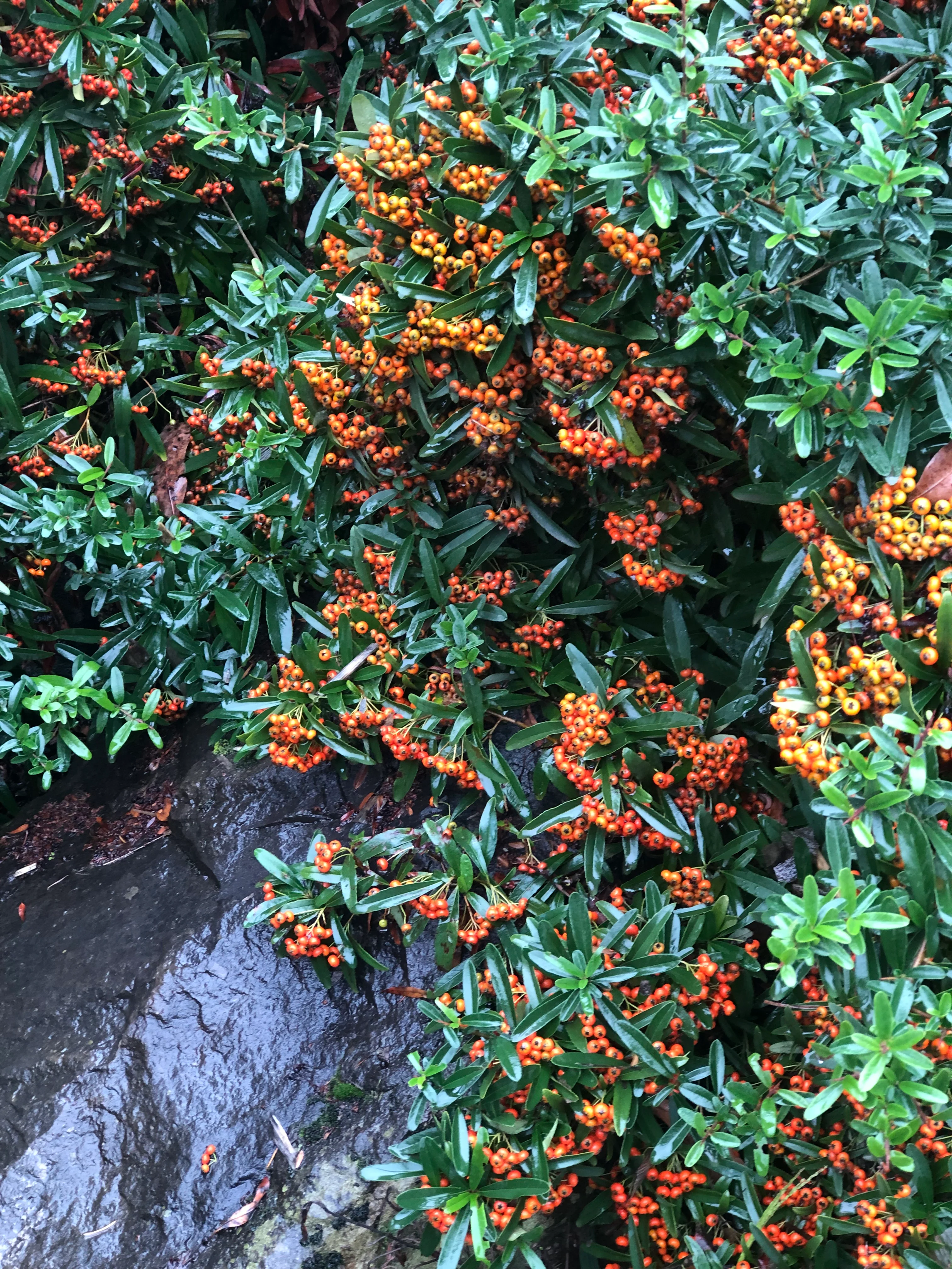 Pyracantha coccinea 'Dorothy's Fav' - Image 2