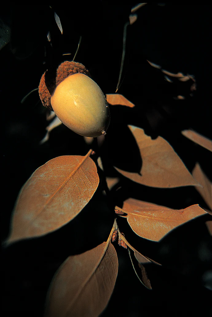 Quercus chrysolepis - Image 3