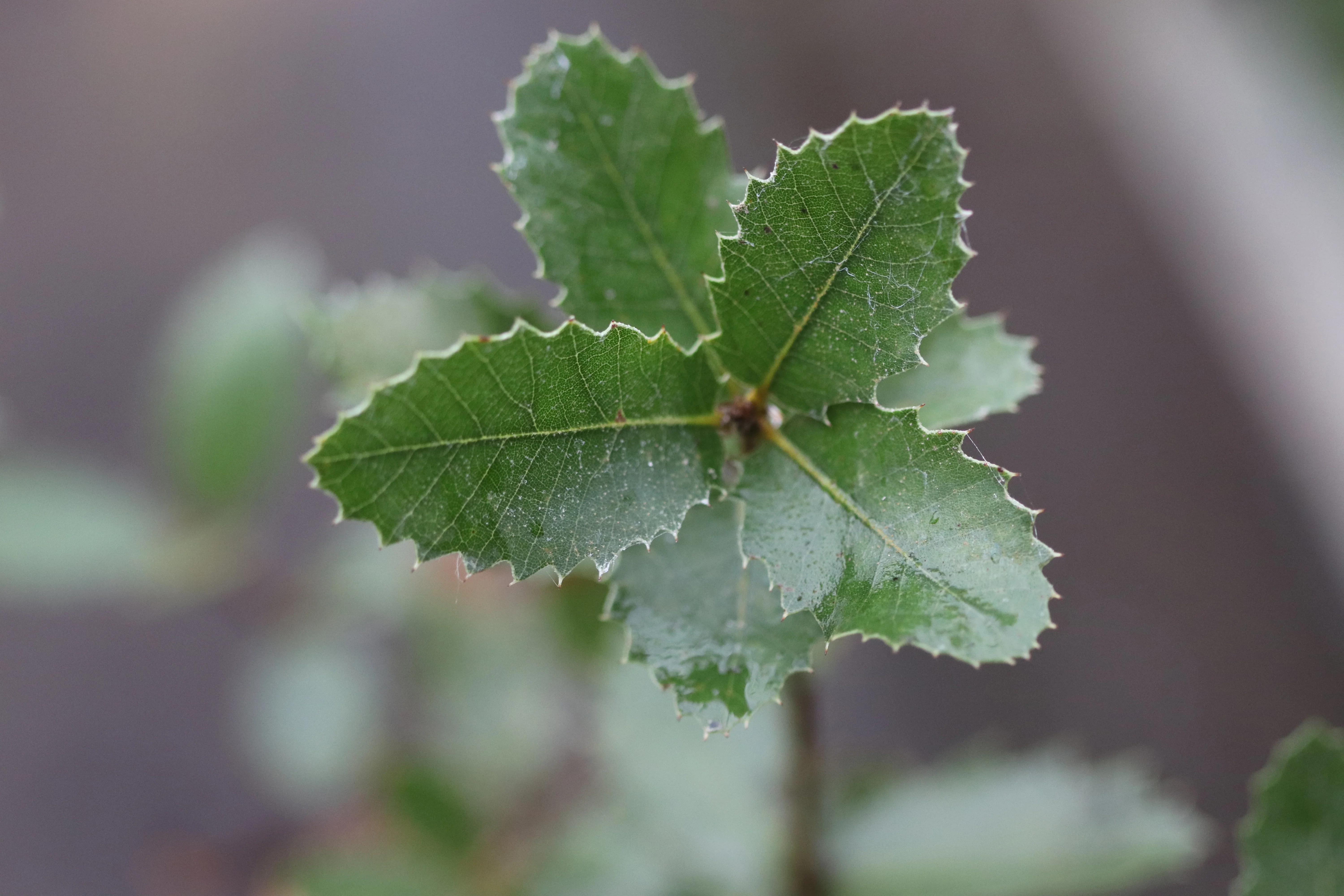 Quercus chrysolepis - Image 4