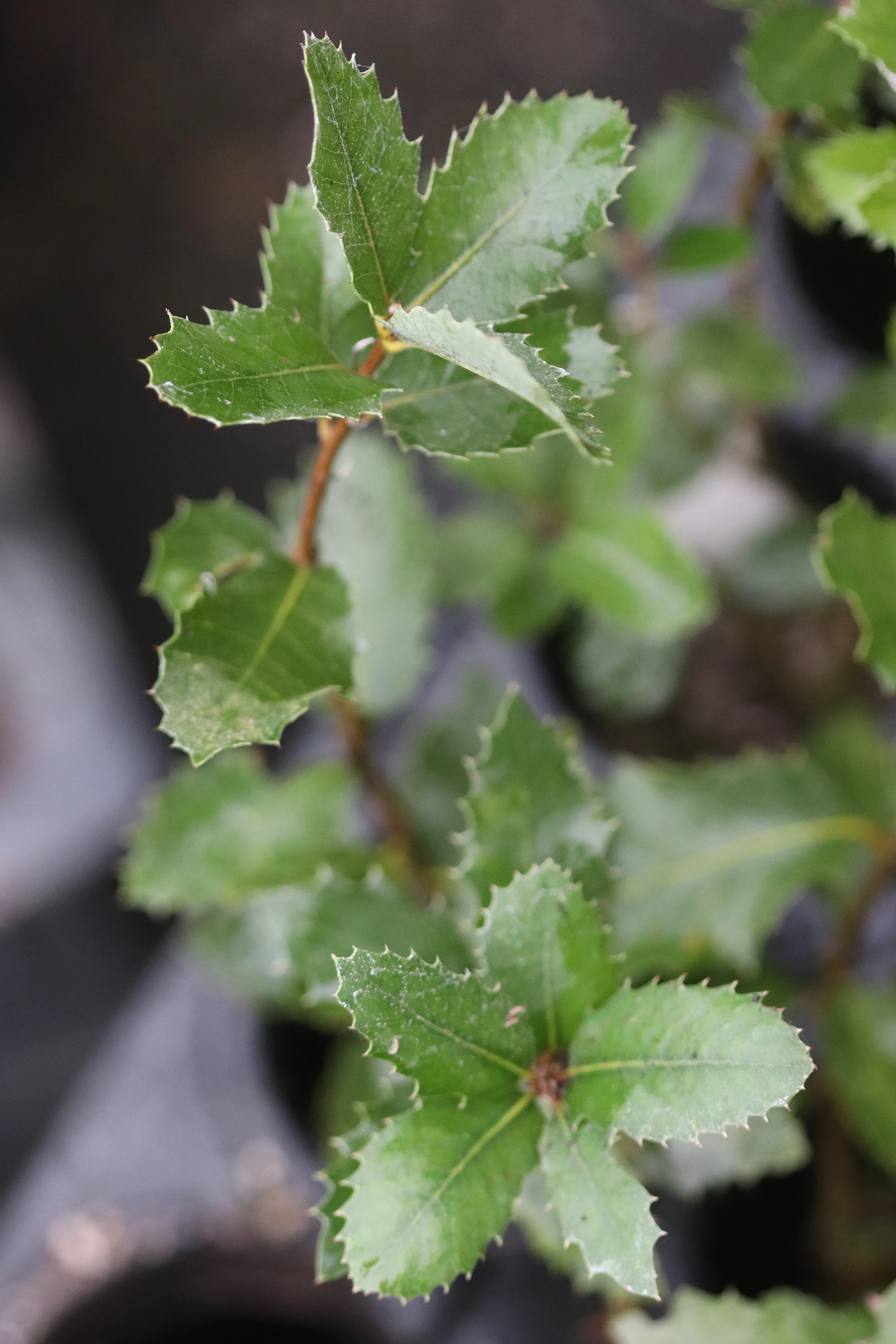 Quercus chrysolepis - Image 5