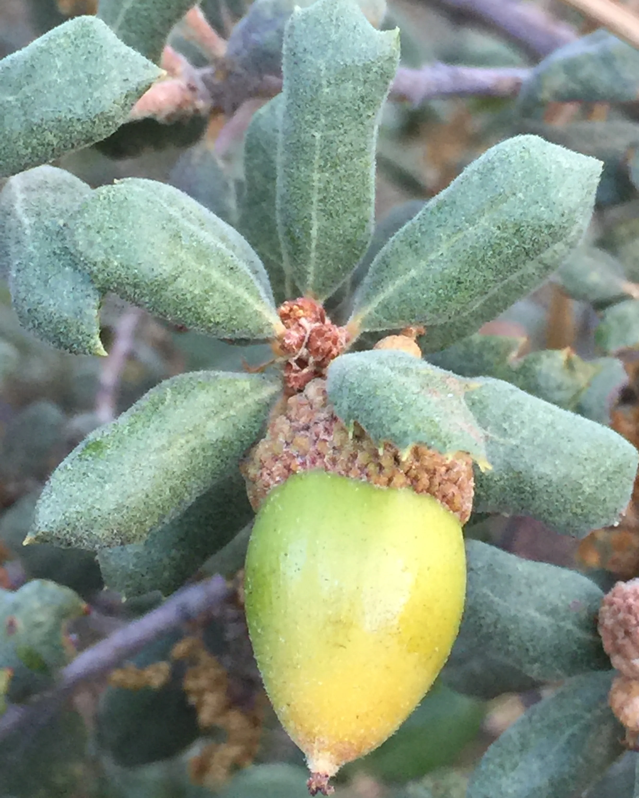 Quercus durata 20.086 - Image 2