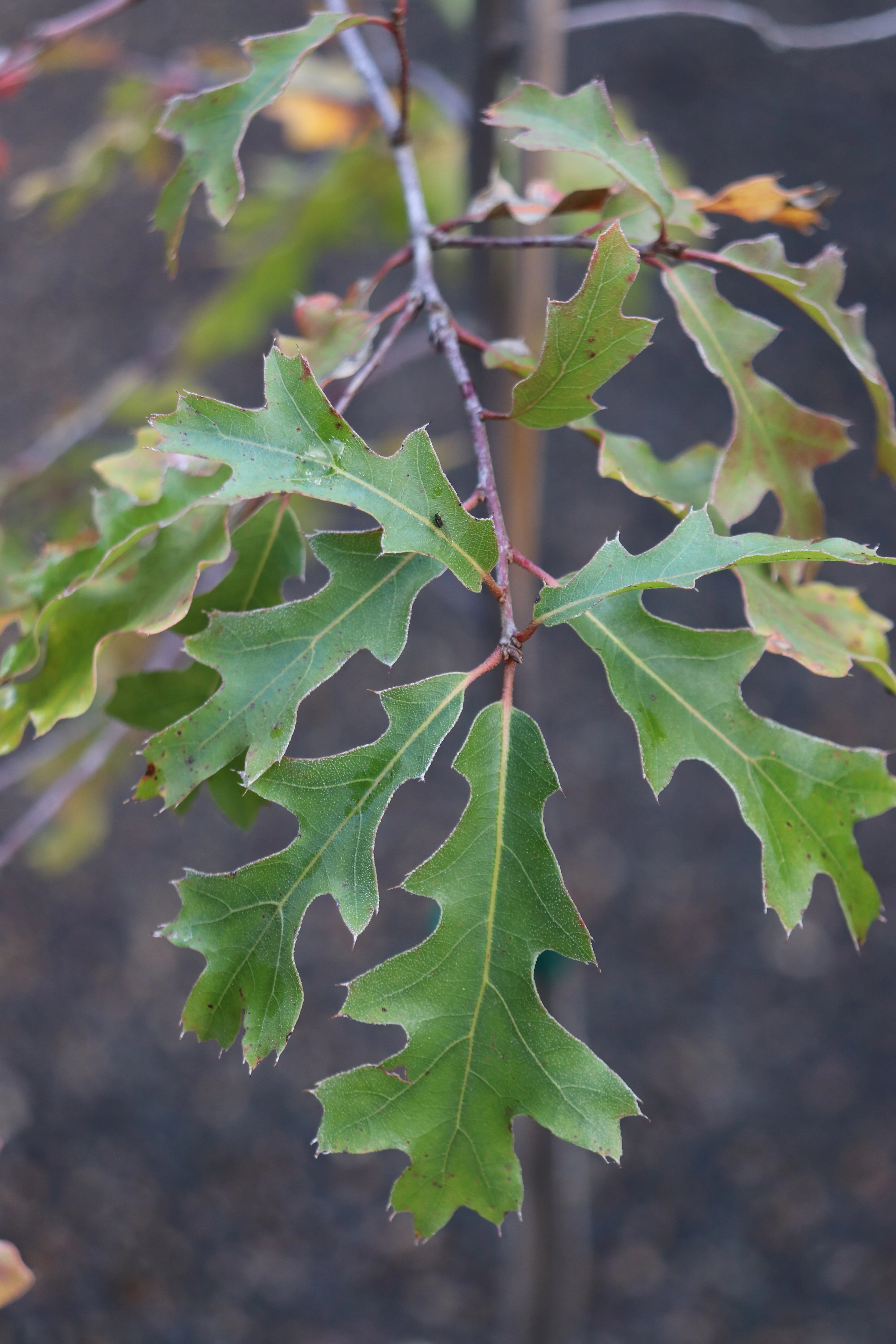 Quercus gravesii - Image 2