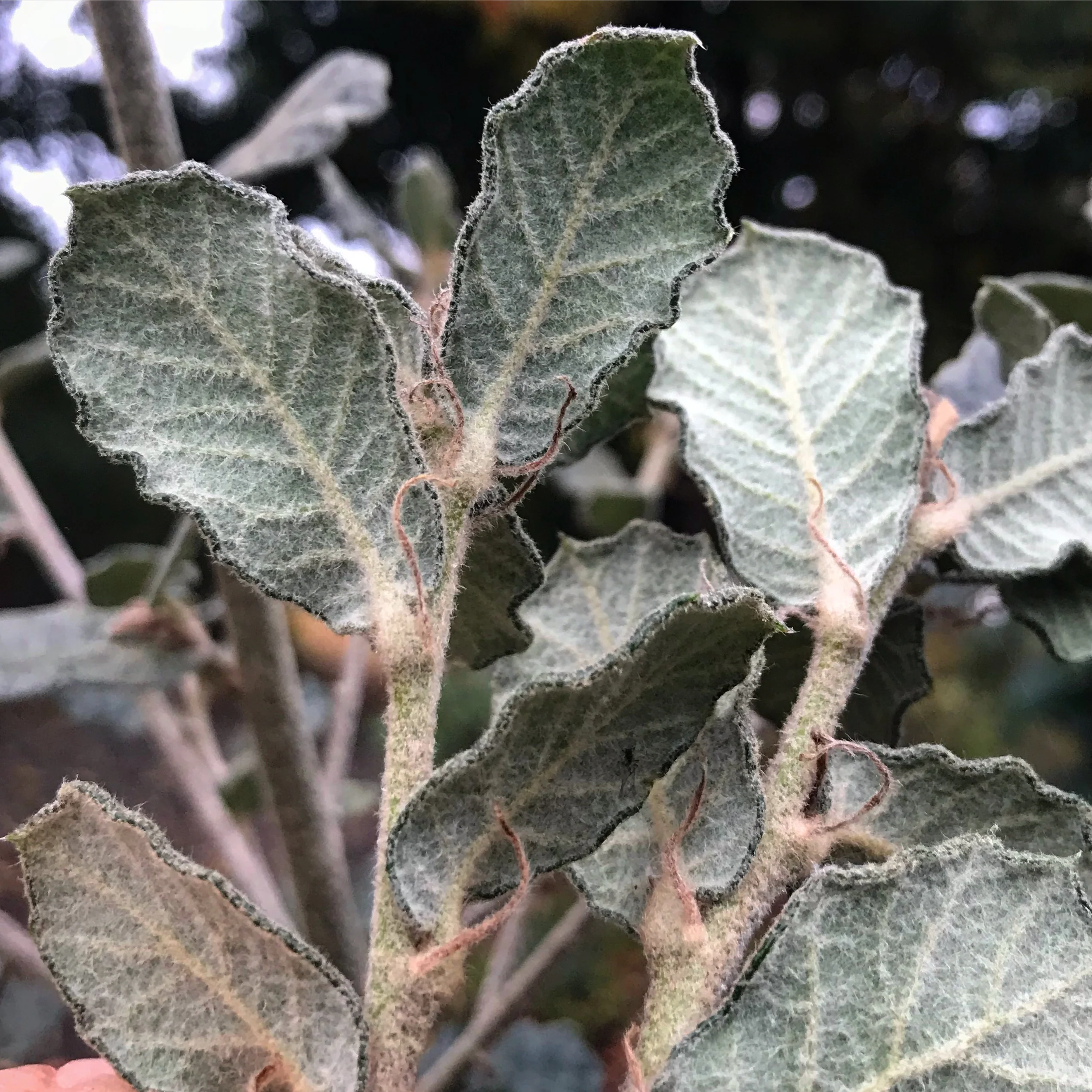 Quercus greggii