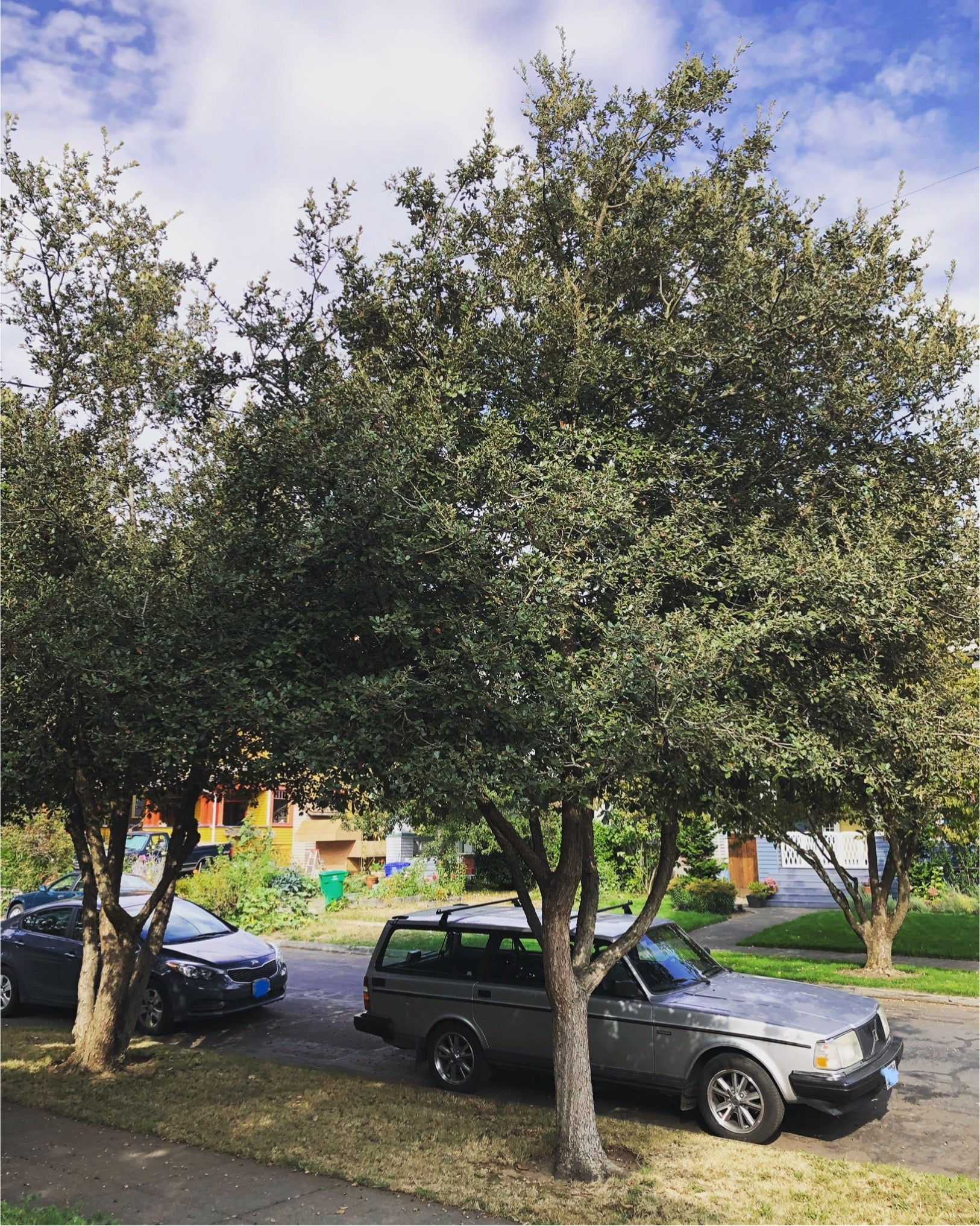 Quercus greggii - Image 2