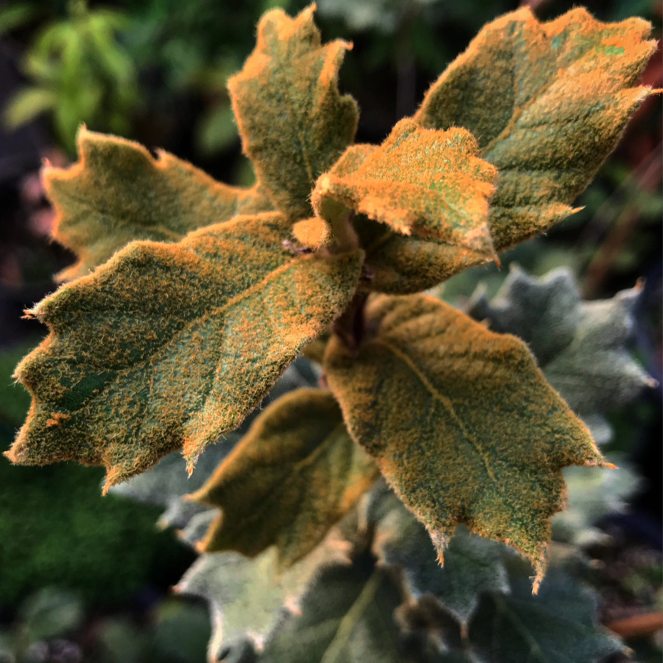 Quercus greggii - Image 3