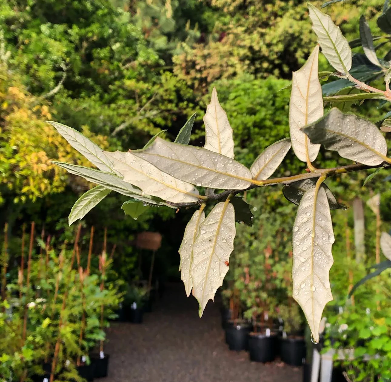 Quercus hypoleucoides - Image 3