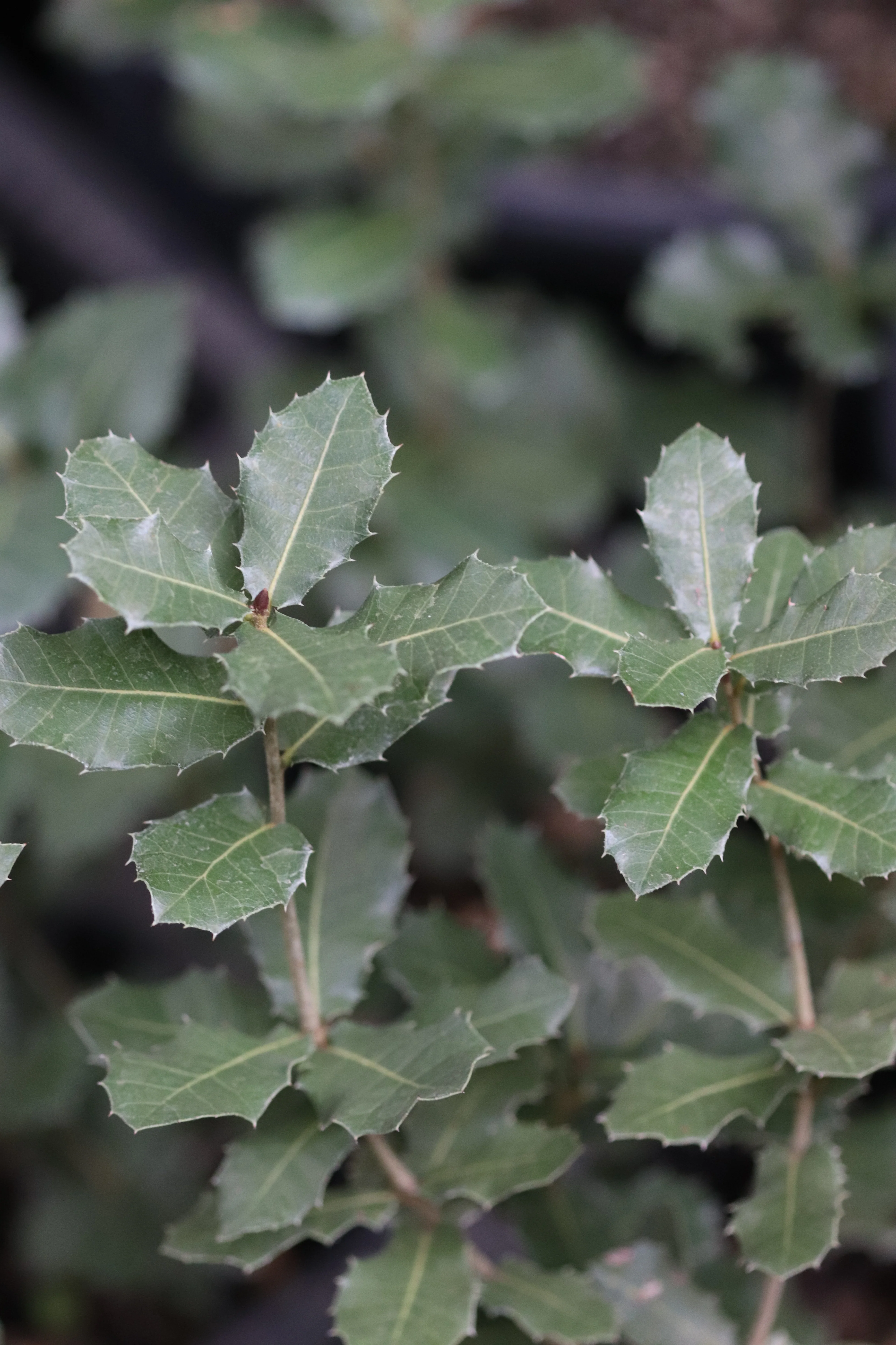 Quercus ithaburensis - Image 2