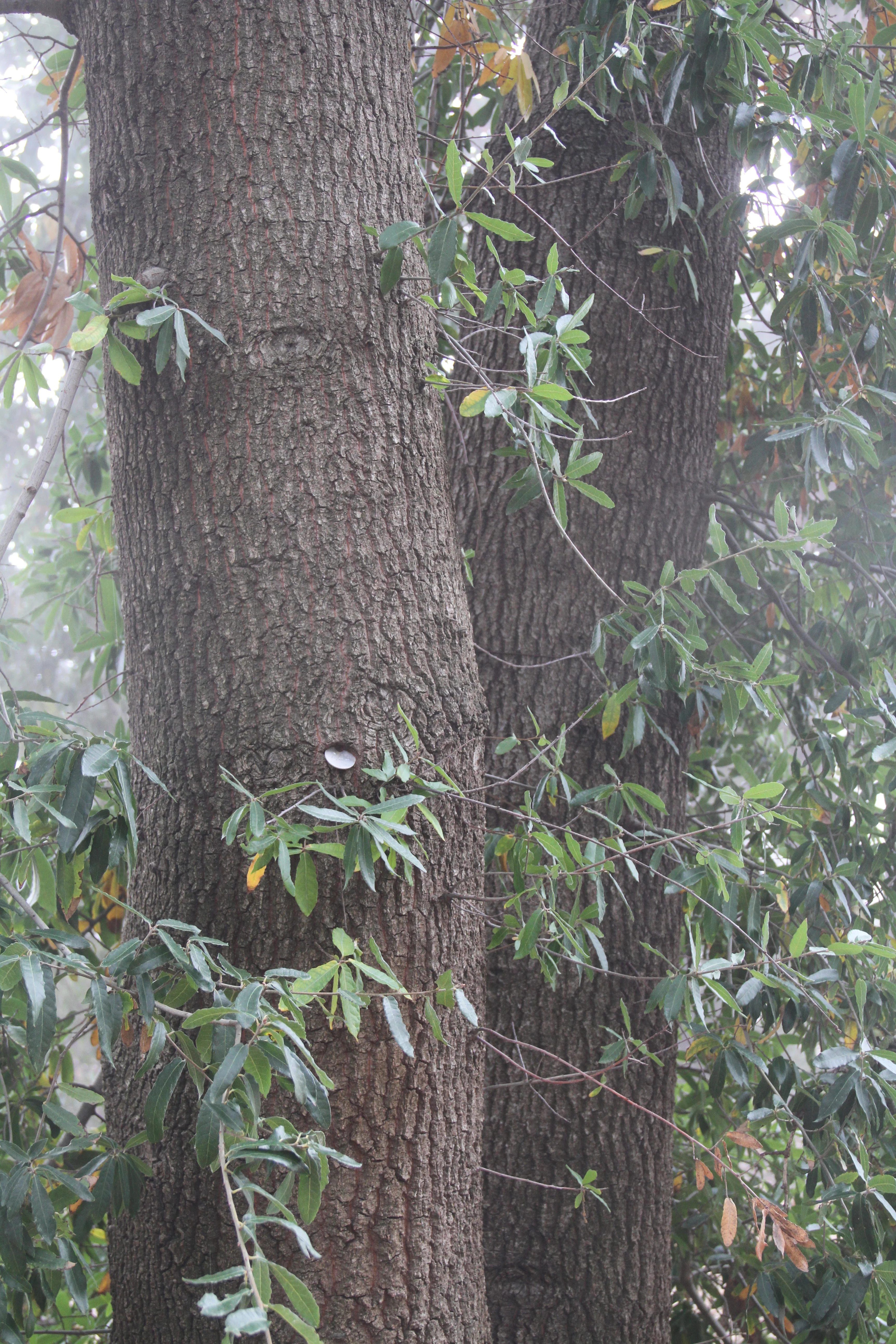 Quercus mexicana - Image 2