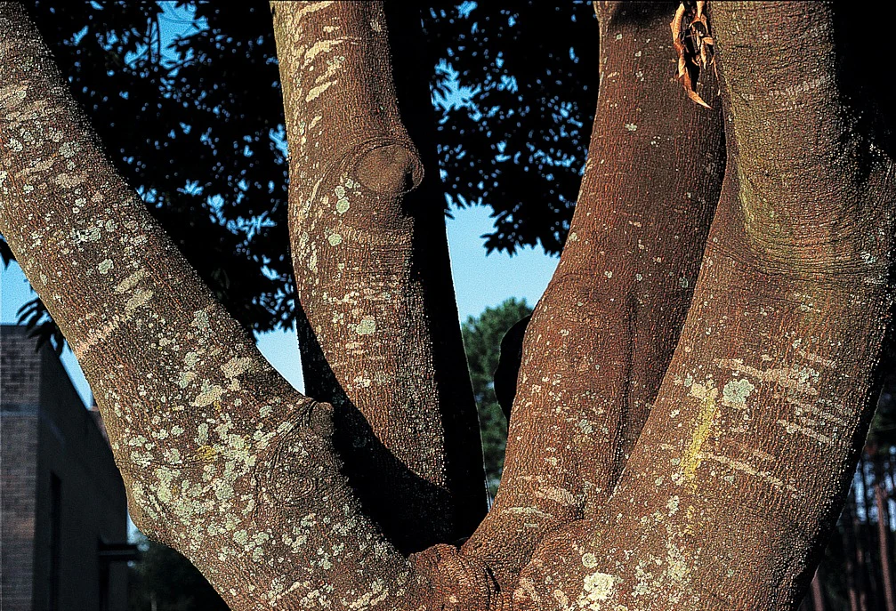 Quercus myrsinifolia - Image 3