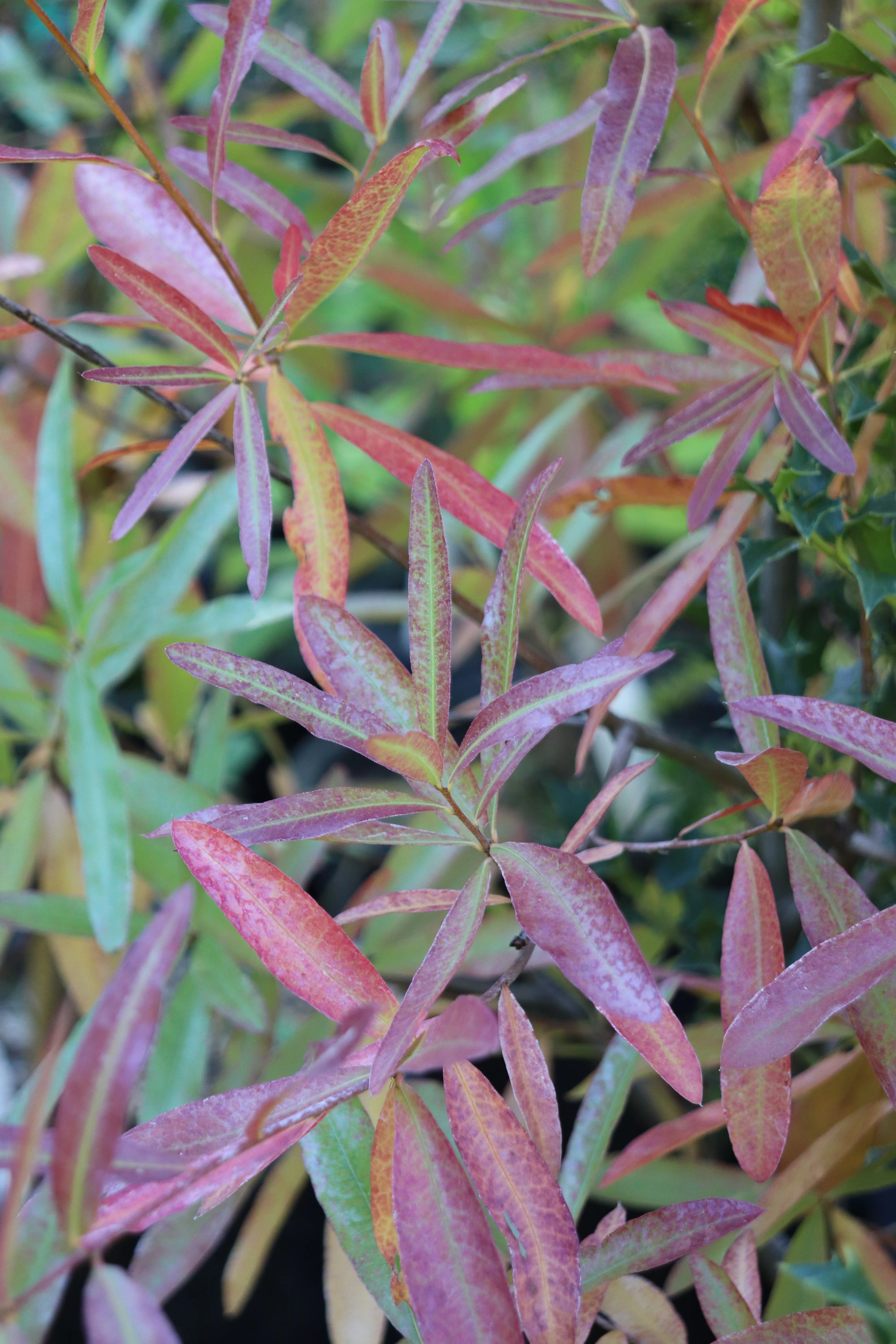 Quercus phellos - Image 2