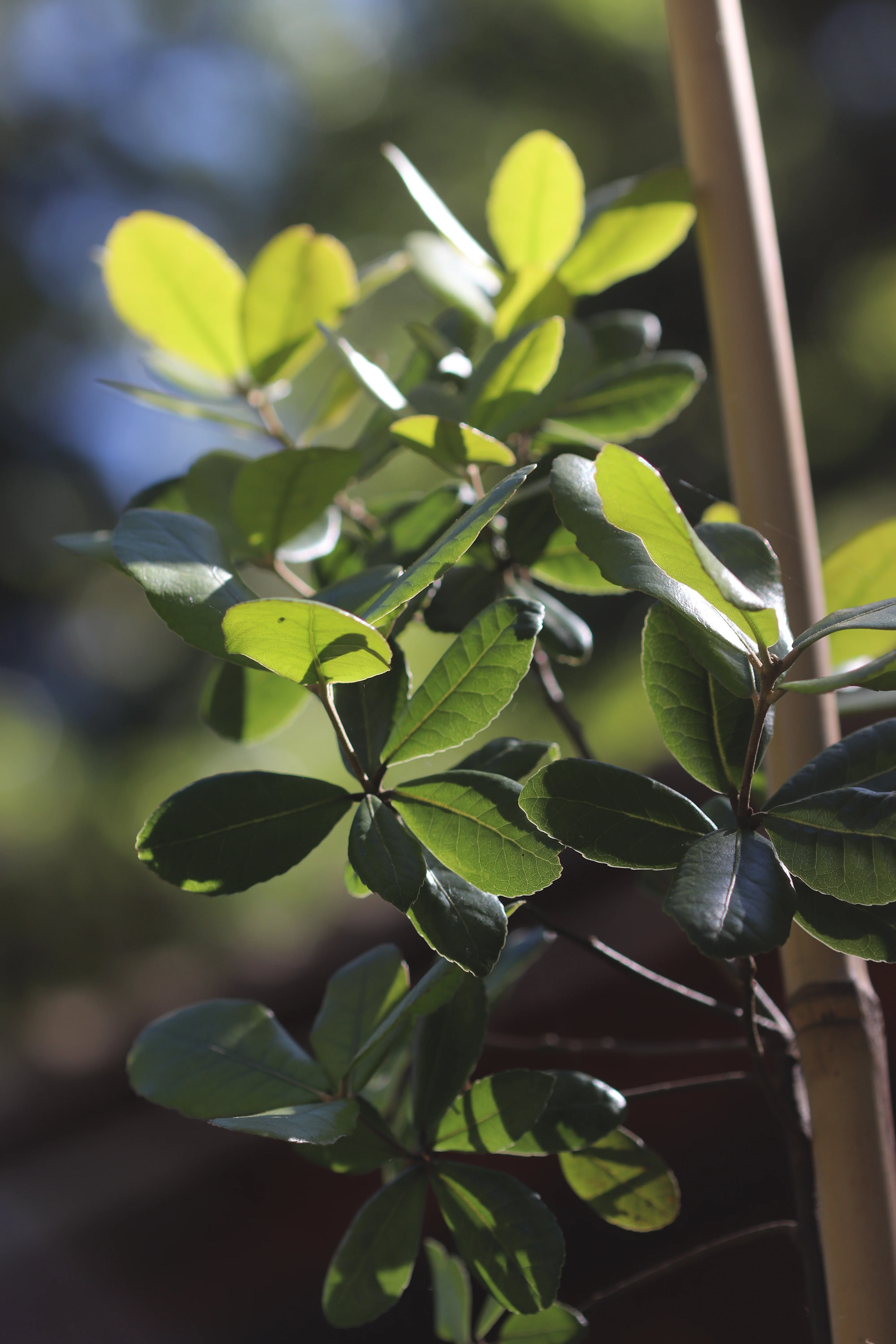 Quercus phillyreoides [Gifu Prefecture] - Image 2