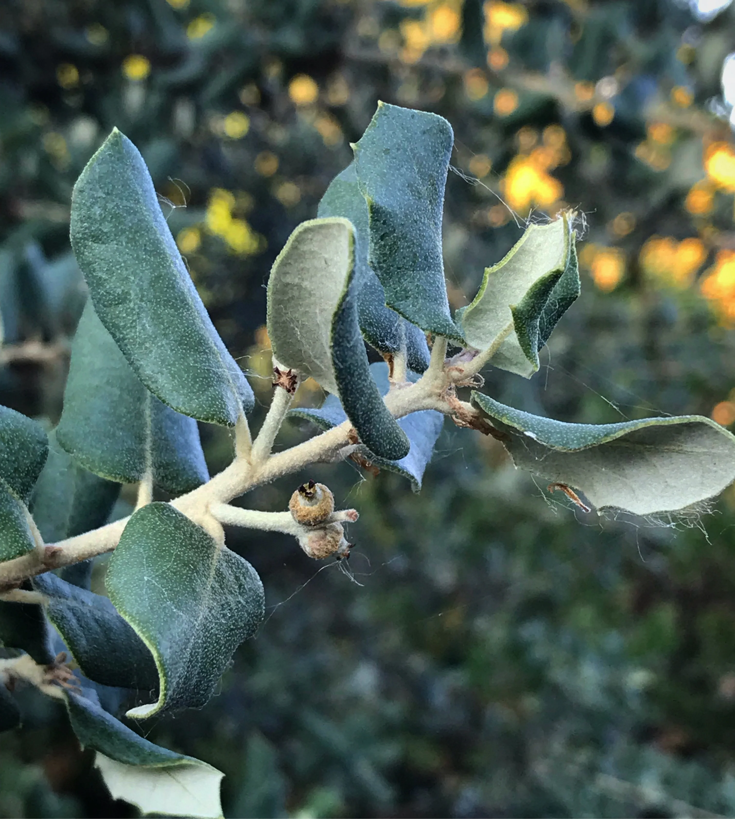 Quercus rotundifolia - Image 3
