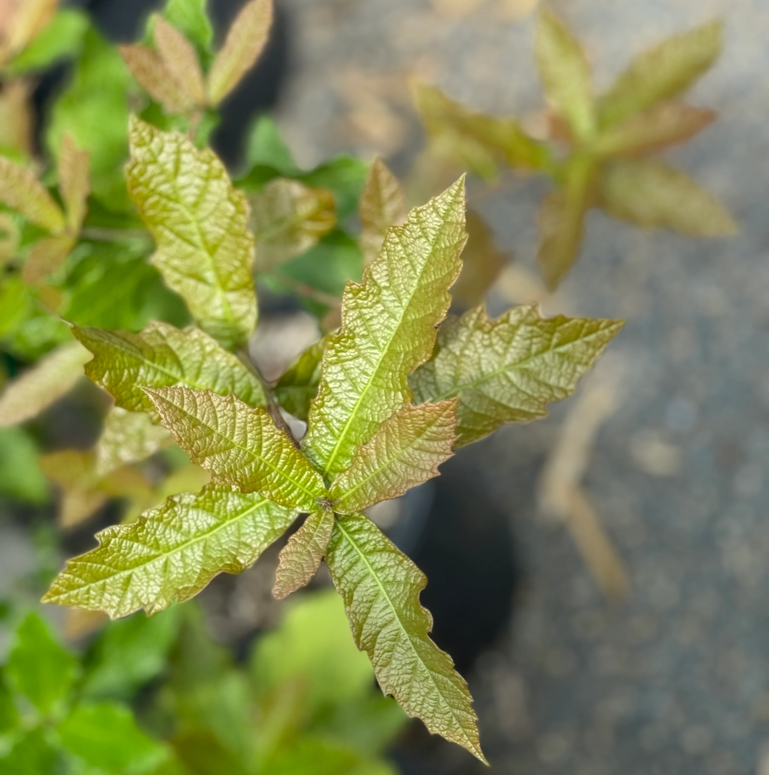 Quercus rysophylla 'JF GDN' - Image 2