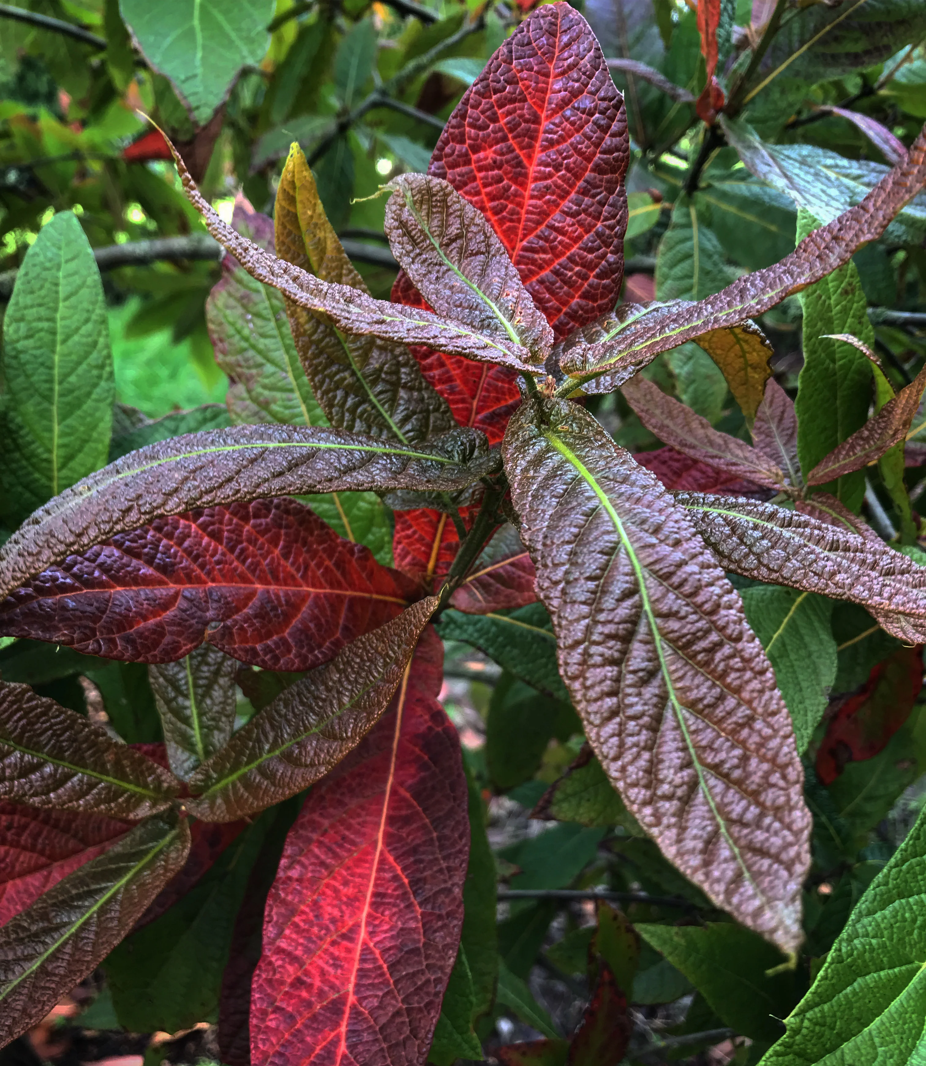 Quercus rysophylla 'JF GDN' - Image 3