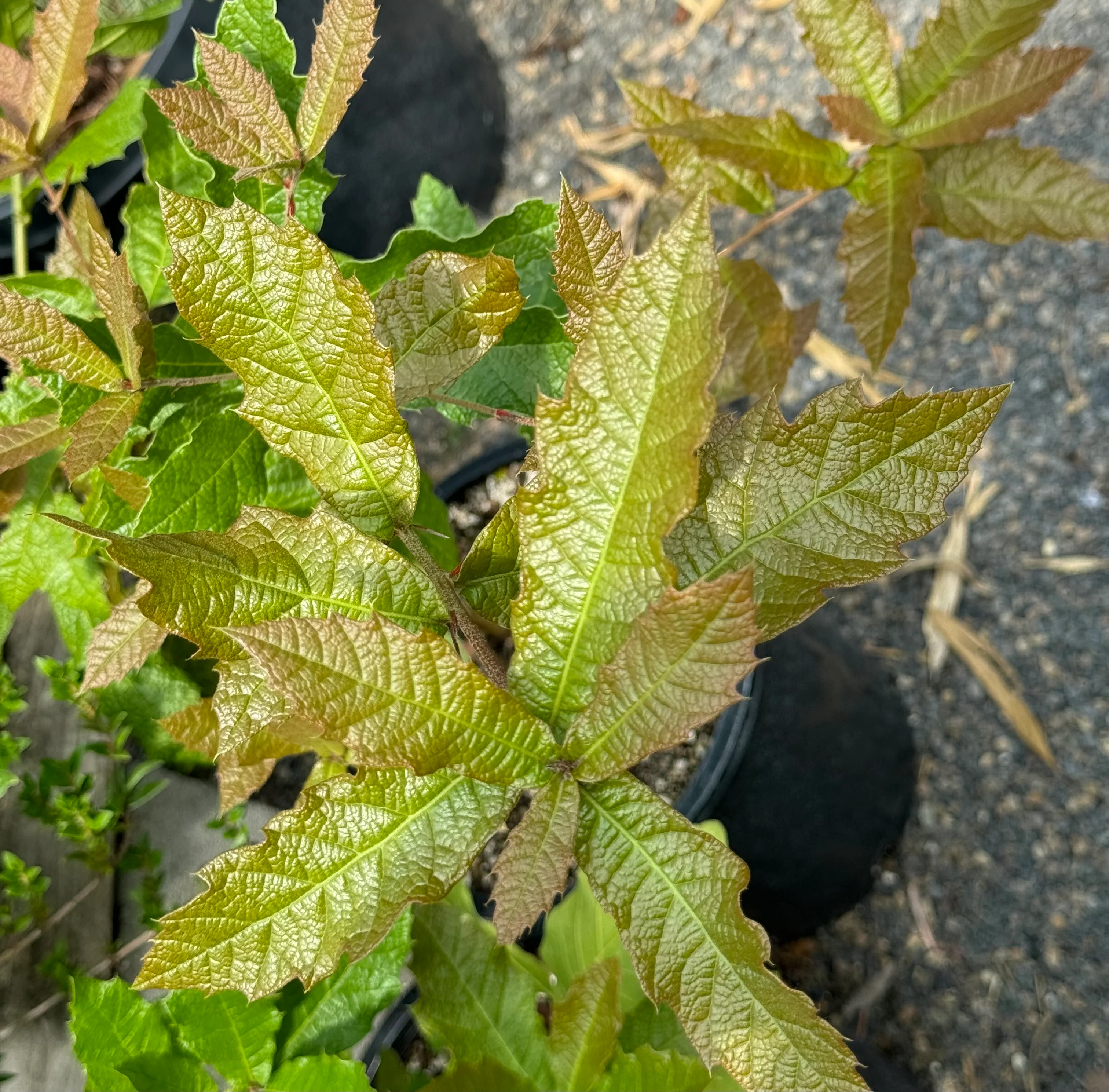 Quercus rysophylla 'JF GDN' - Image 4