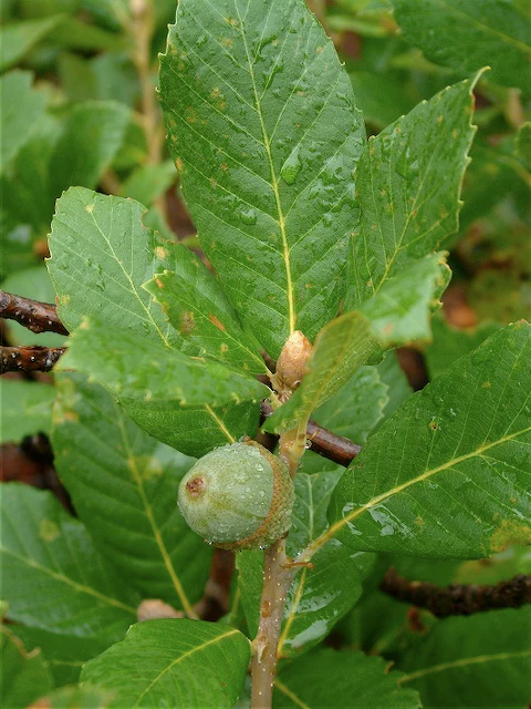 Quercus sadleriana 20.0075 [Kalmiopsis] - Image 3