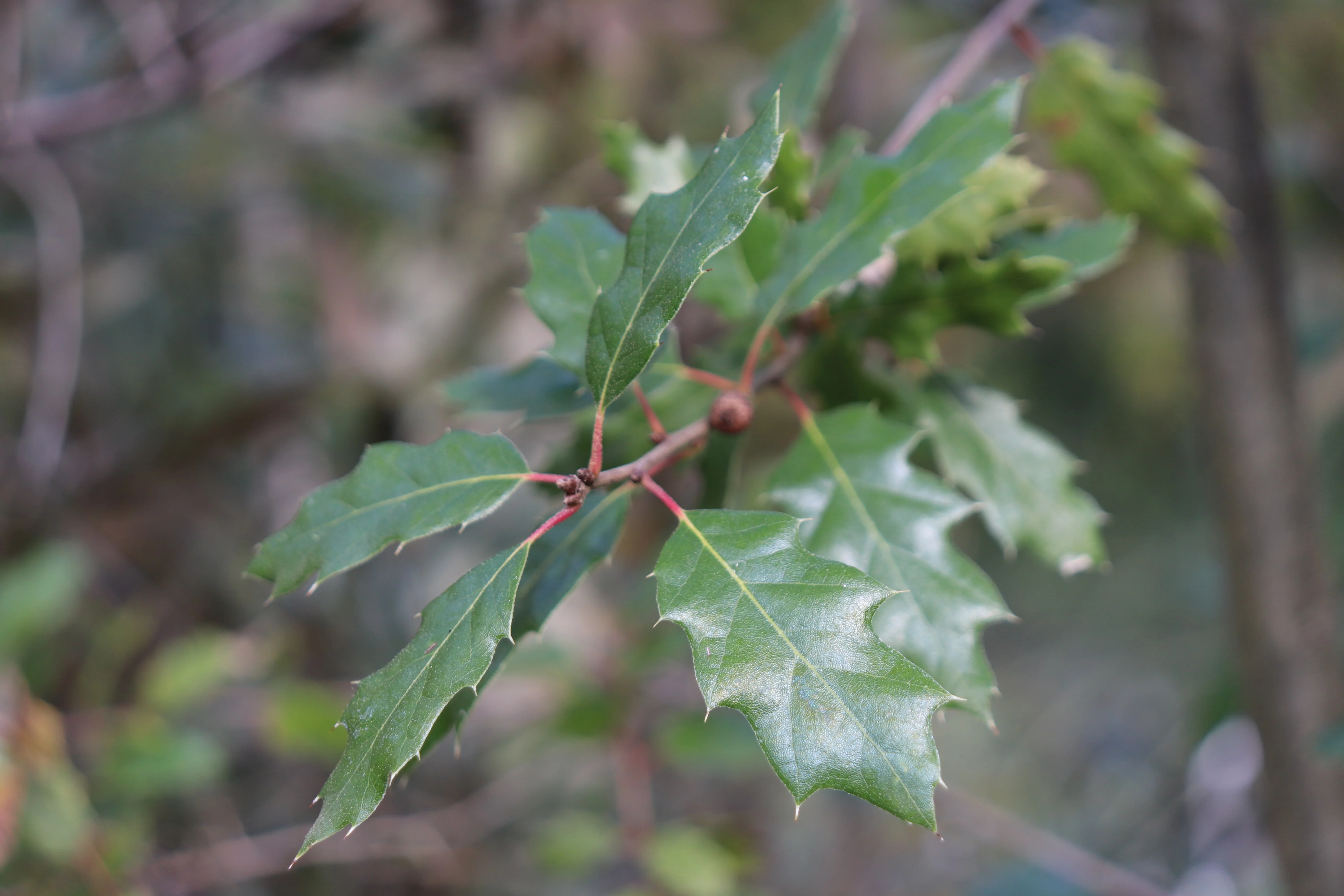 *RETAIL - Quercus sartorii - Image 2