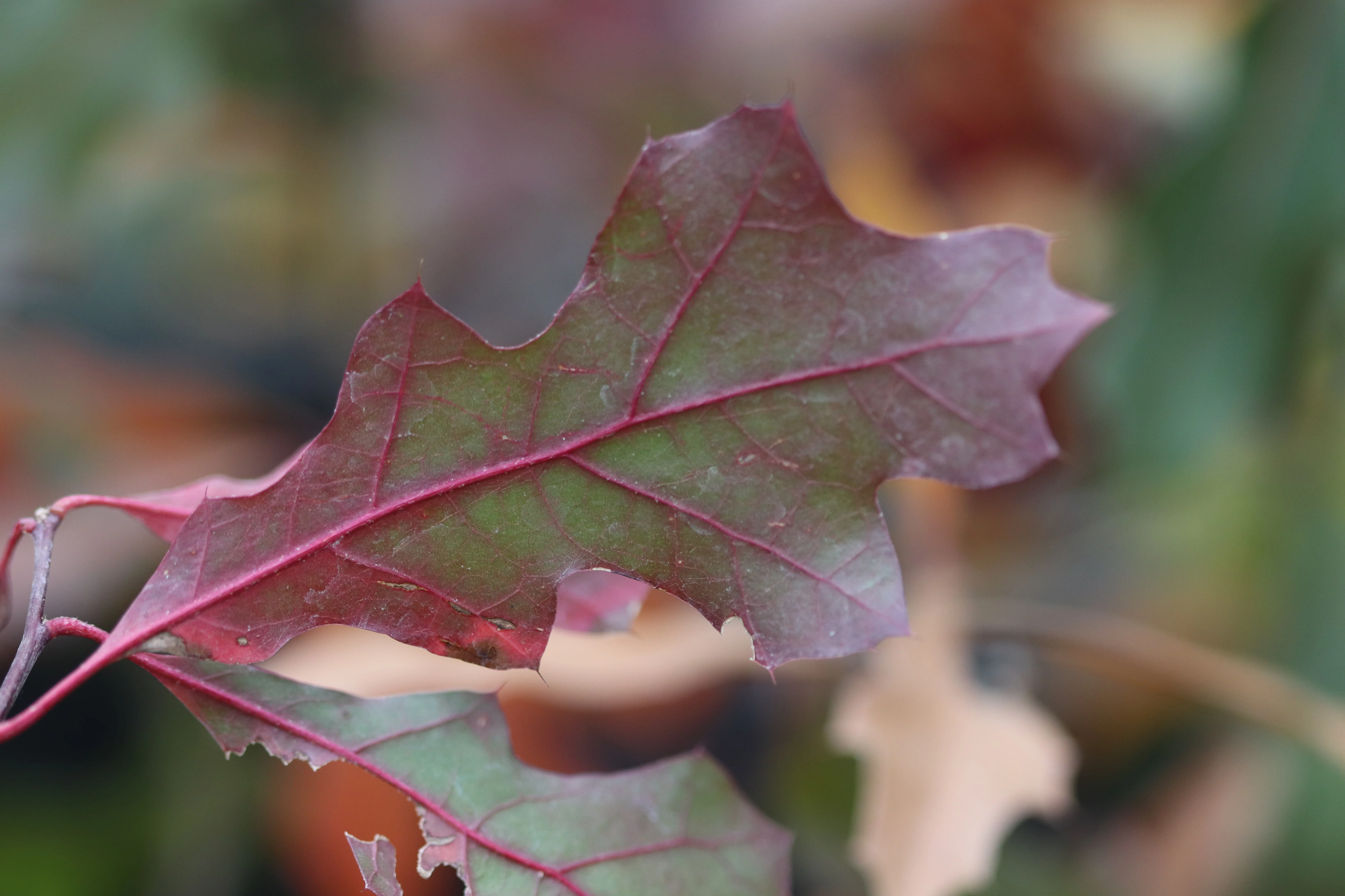 *RETAIL - Quercus sp. [Lost oak of the Pecos] - Image 2
