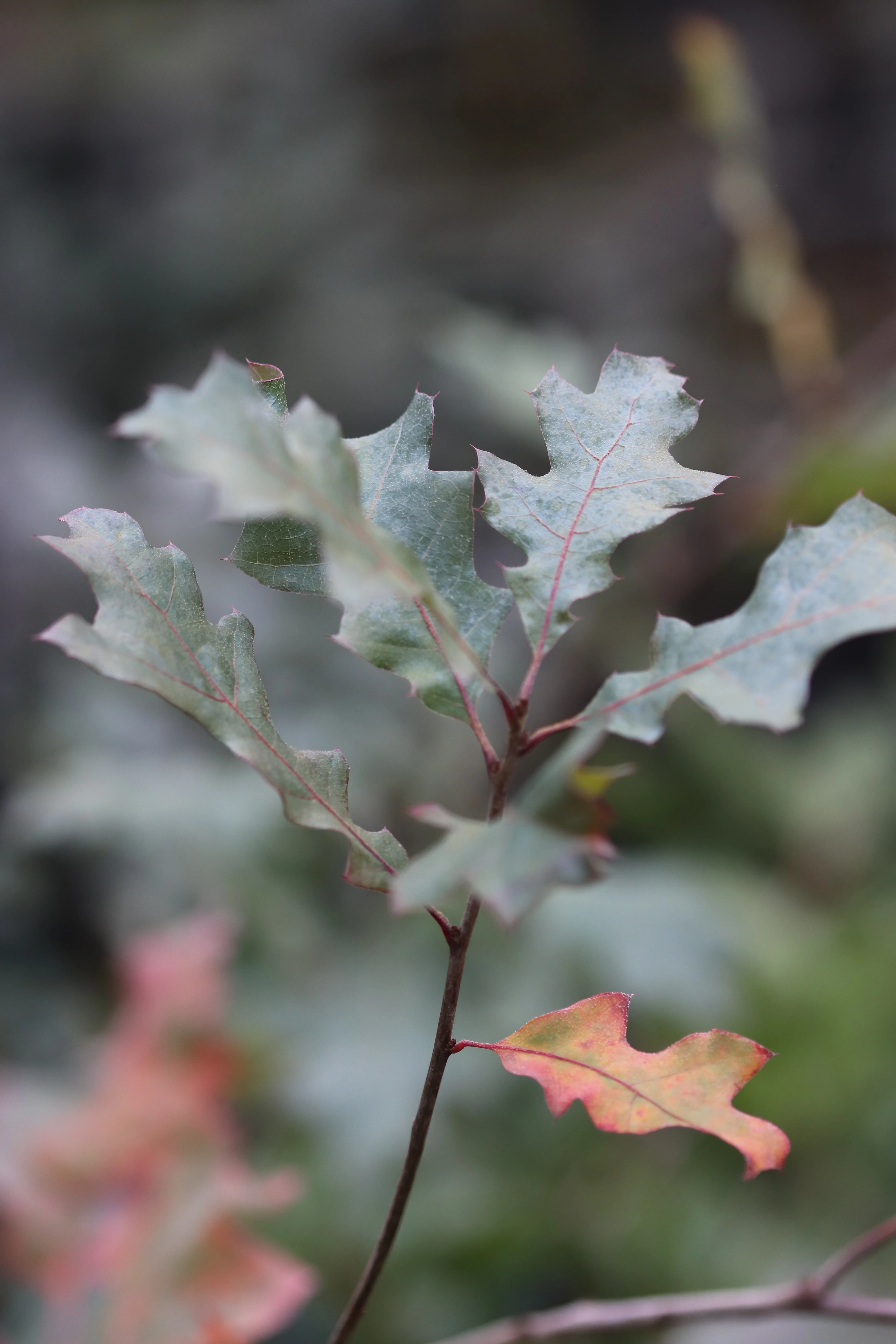 *RETAIL - Quercus sp. [Lost oak of the Pecos] - Image 3