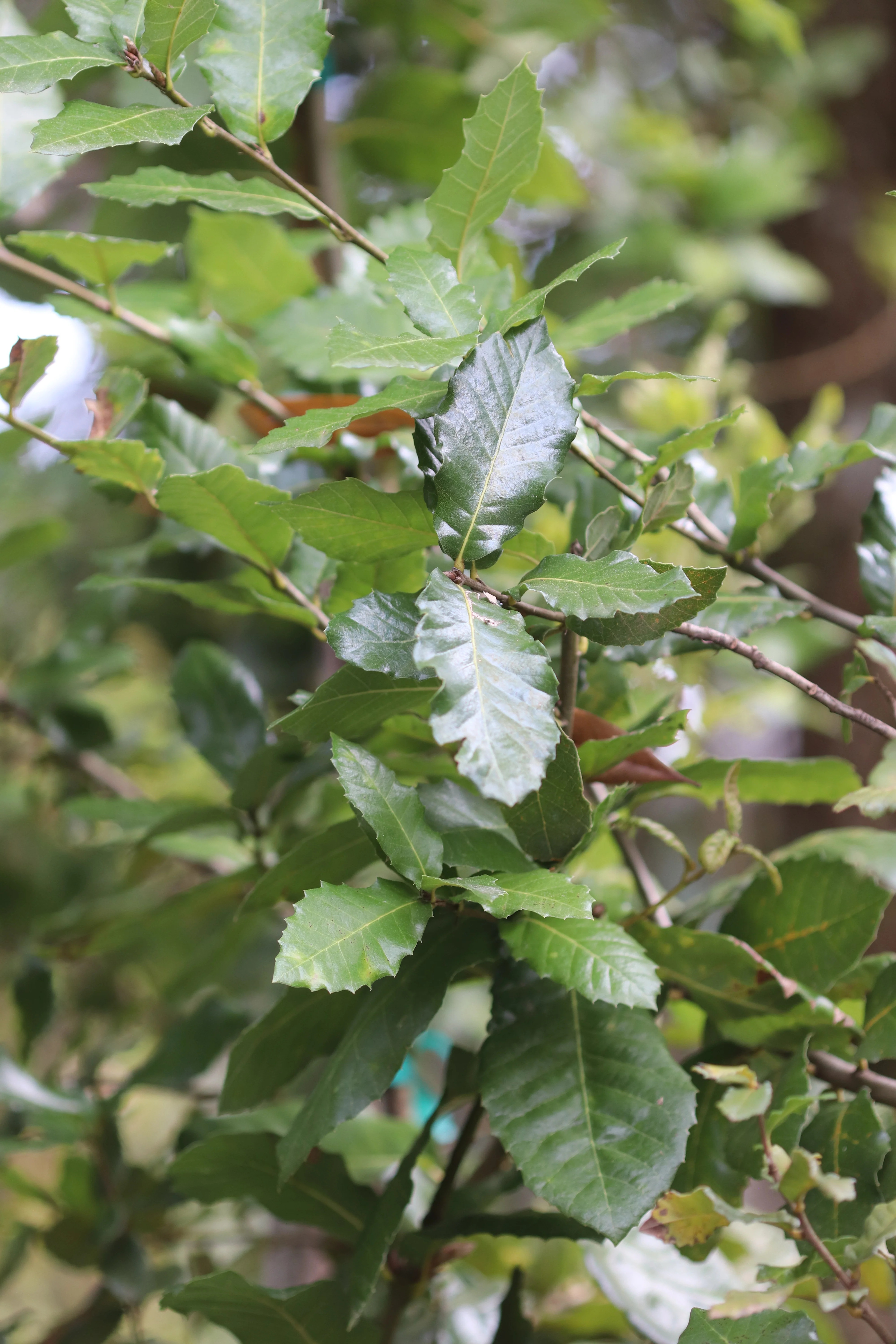 *RETAIL - Quercus tomentella [Arroyo Grande] - Image 4