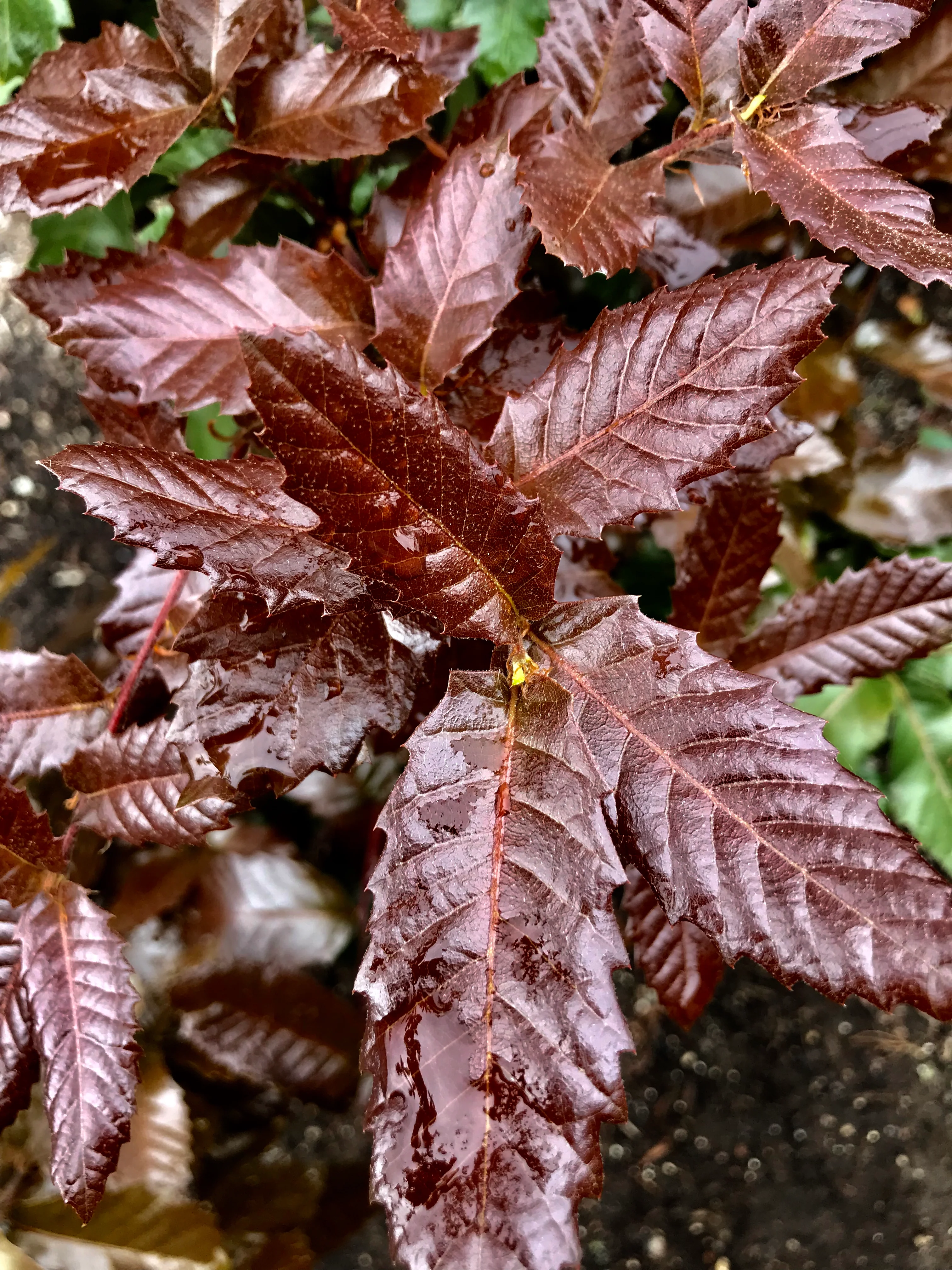 *RETAIL - Quercus tomentella - Image 2