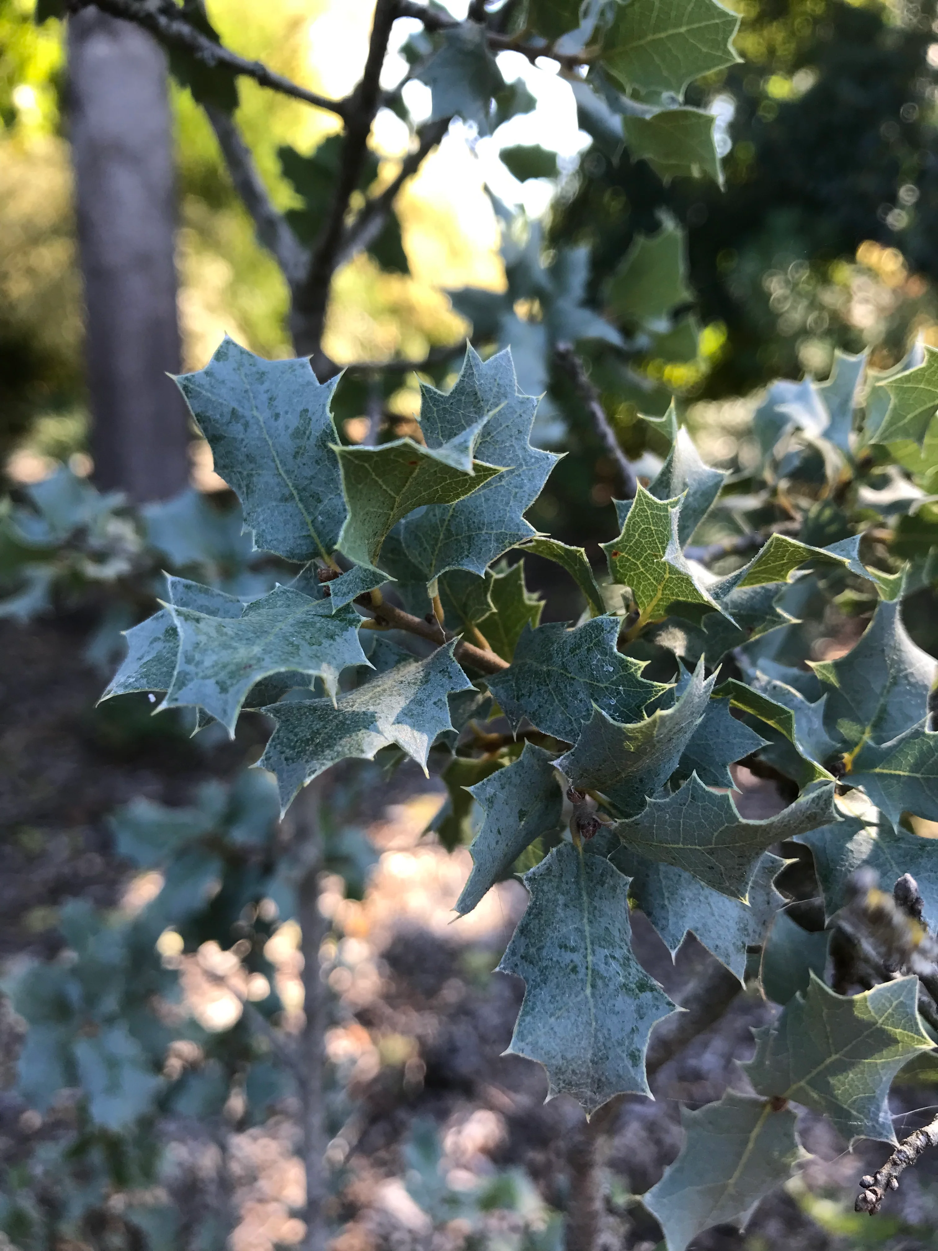 Quercus turbinella SBH 12041