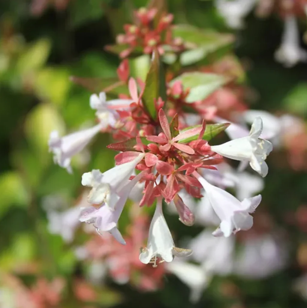 *RETAIL - Abelia x grandiflora 'Francis Mason' - Image 2