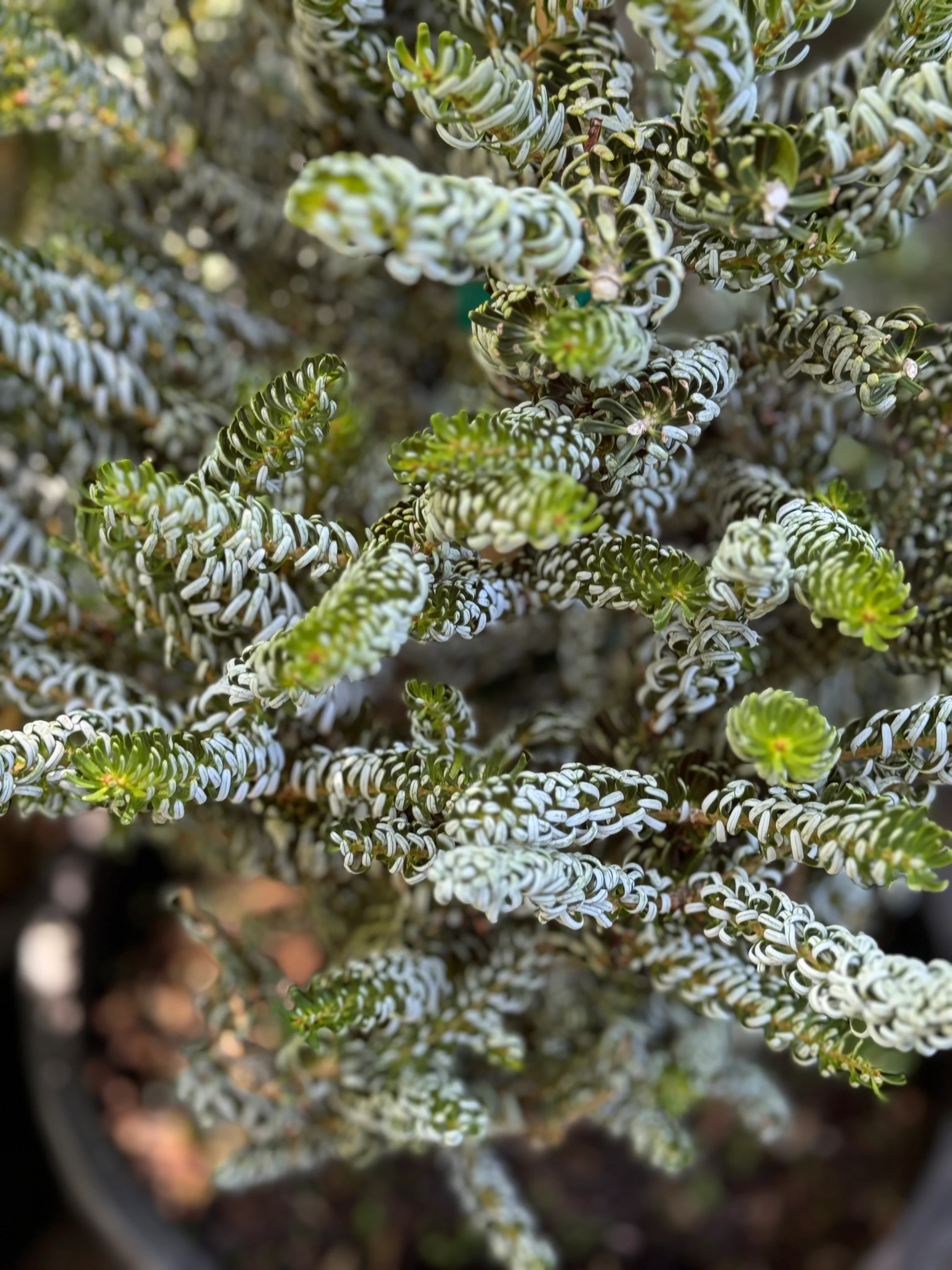 *RETAIL - Abies koreana 'Horstmann's Silberlocke' - Image 2