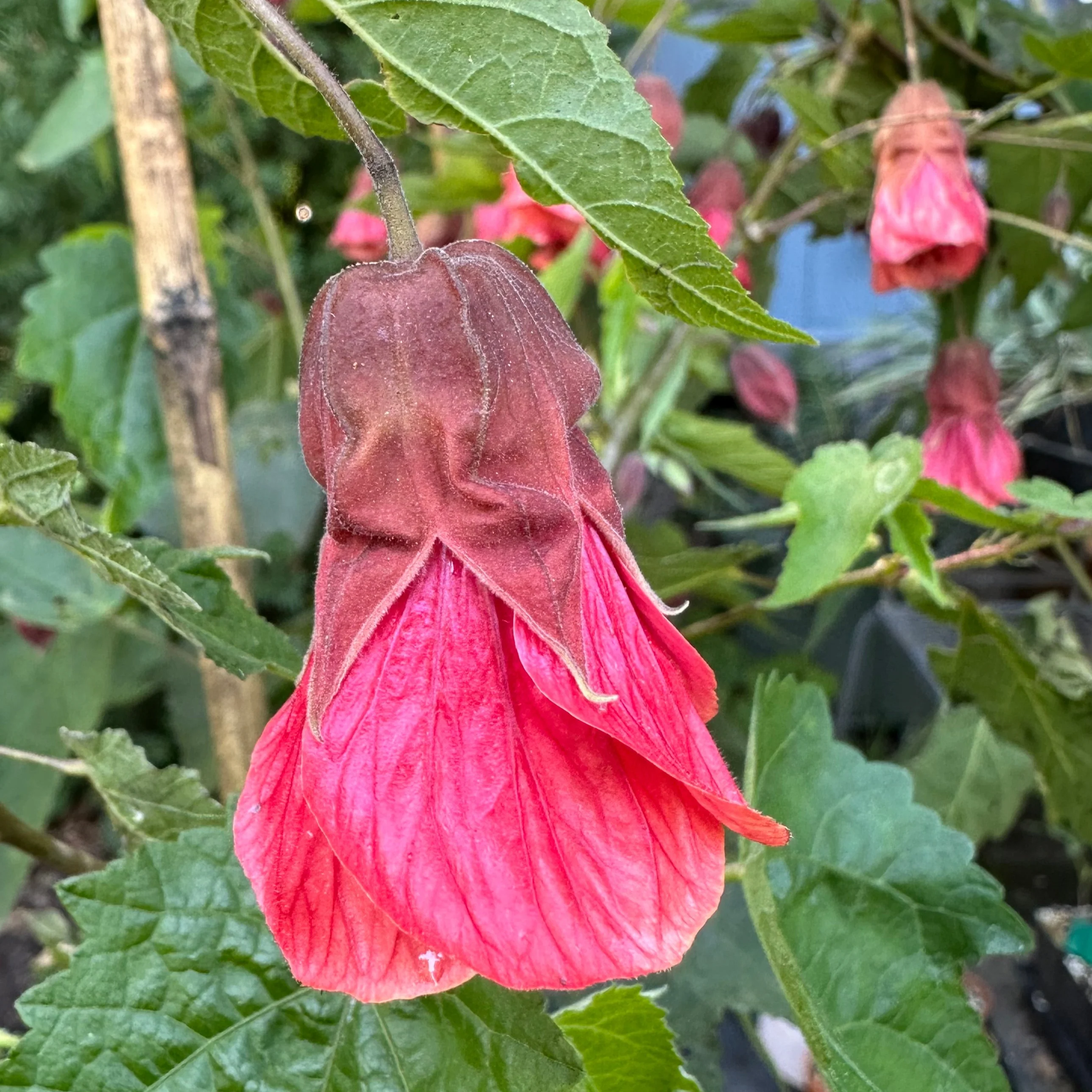 *RETAIL - Abutilon 'Chance Encounter'