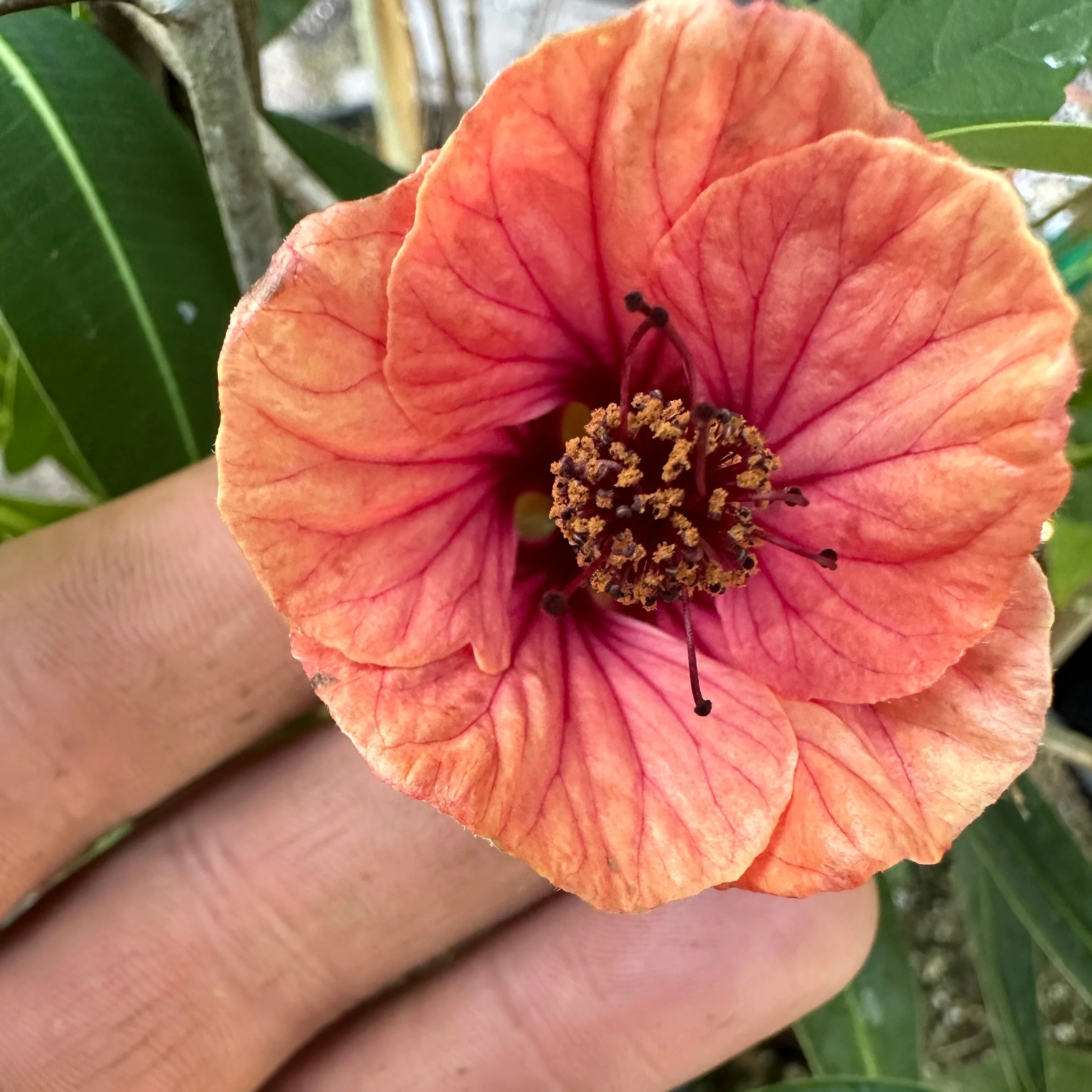 *RETAIL - Abutilon 'Chance Encounter' - Image 2