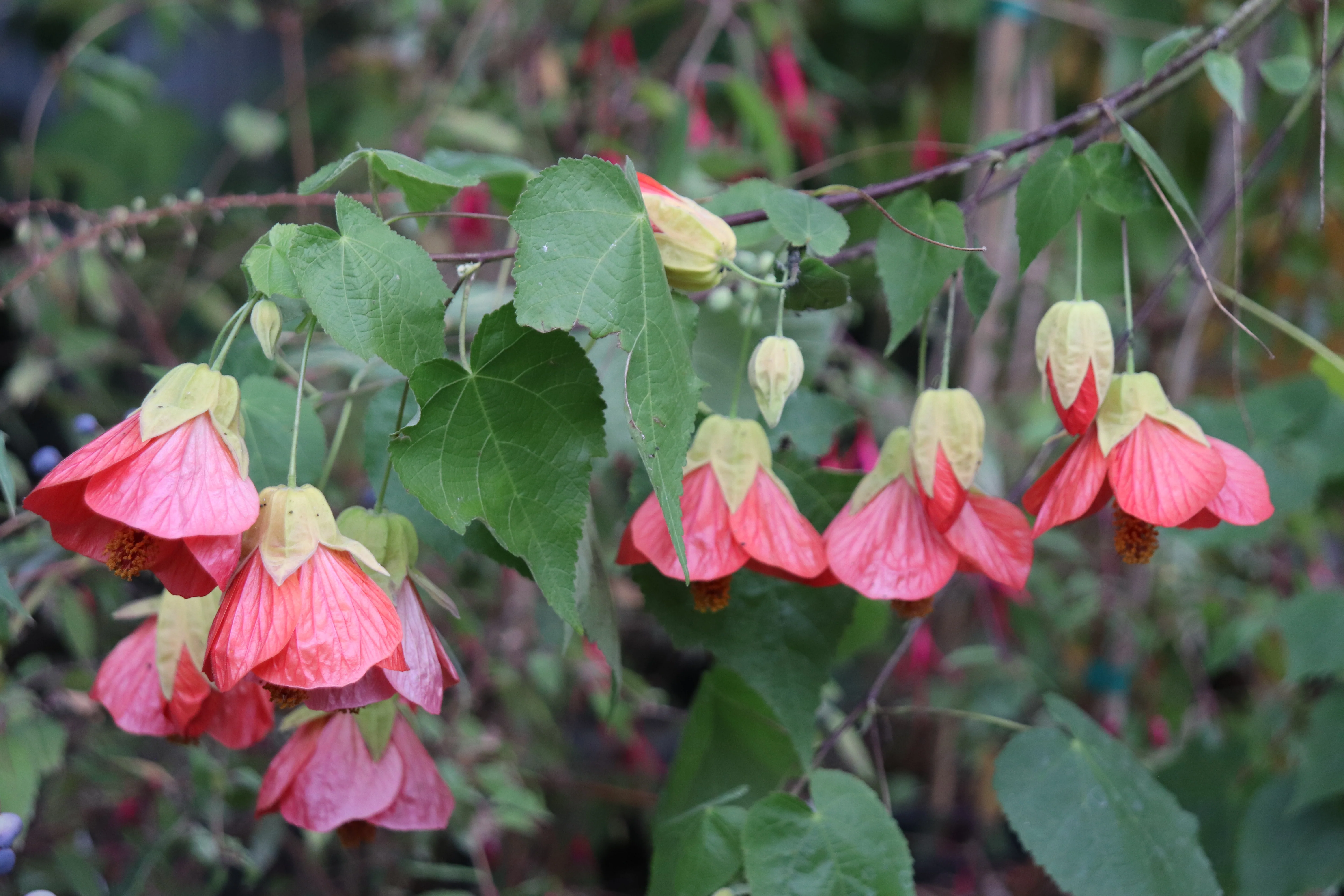 *RETAIL - Abutilon x 'Cristina' - Image 2