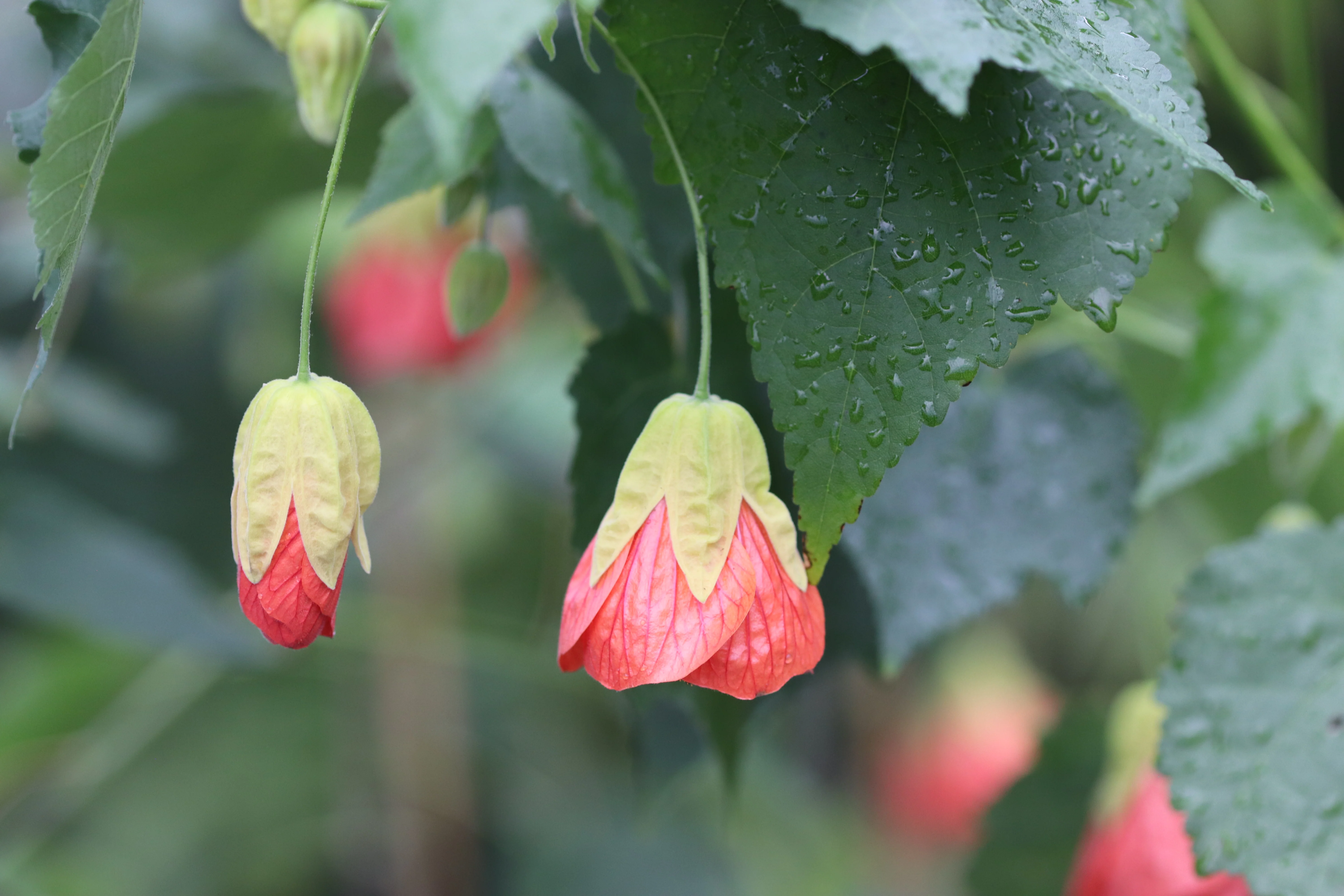 *RETAIL - Abutilon x 'Cristina' - Image 3