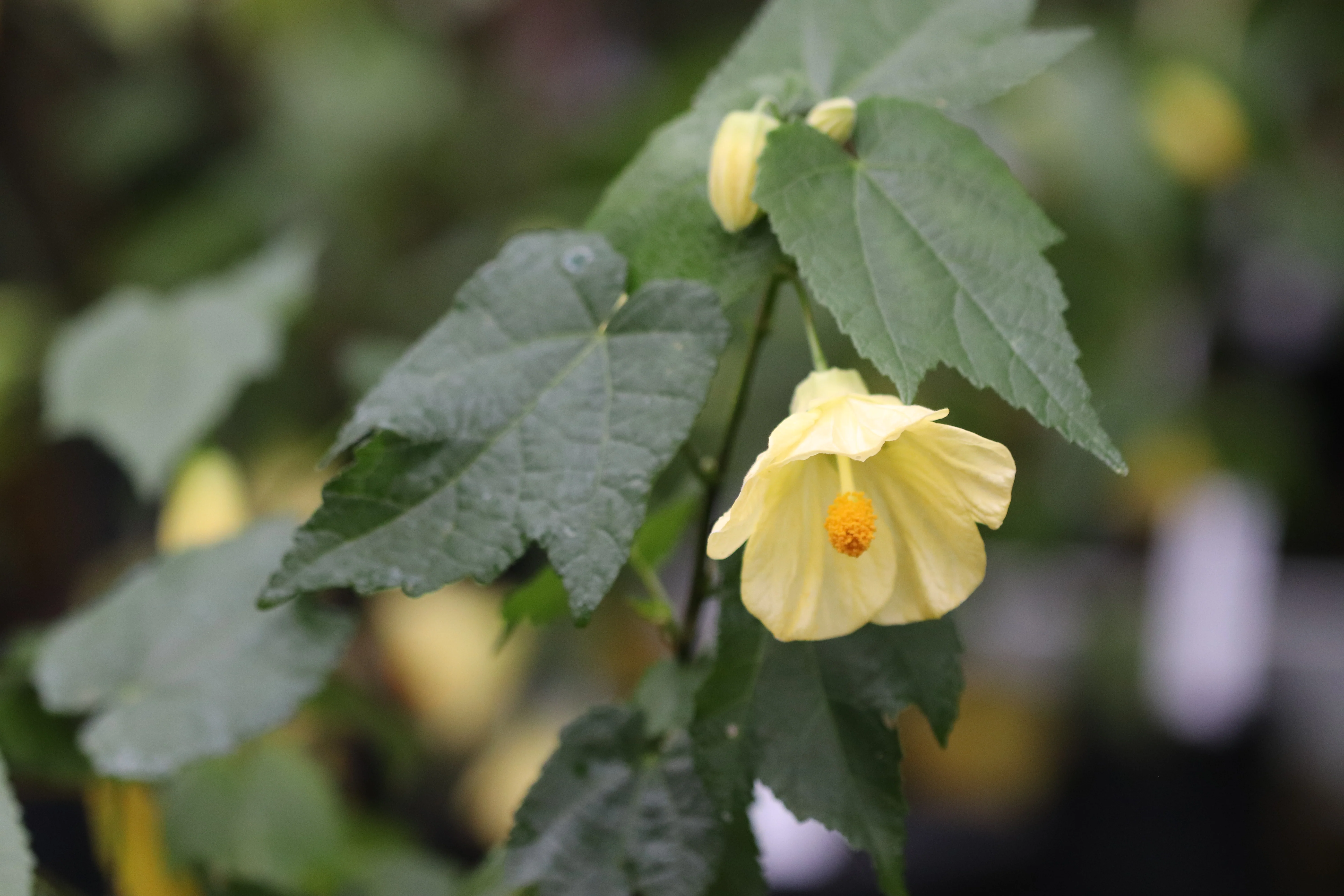 *RETAIL - Abutilon x 'Estella's Yellow Bird' - Image 2