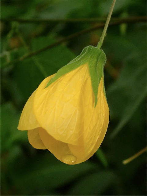 *RETAIL - Abutilon x 'Furious Yellow'