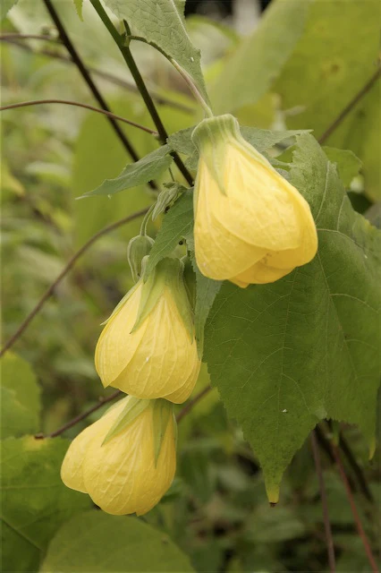 *RETAIL - Abutilon x 'Furious Yellow' - Image 2