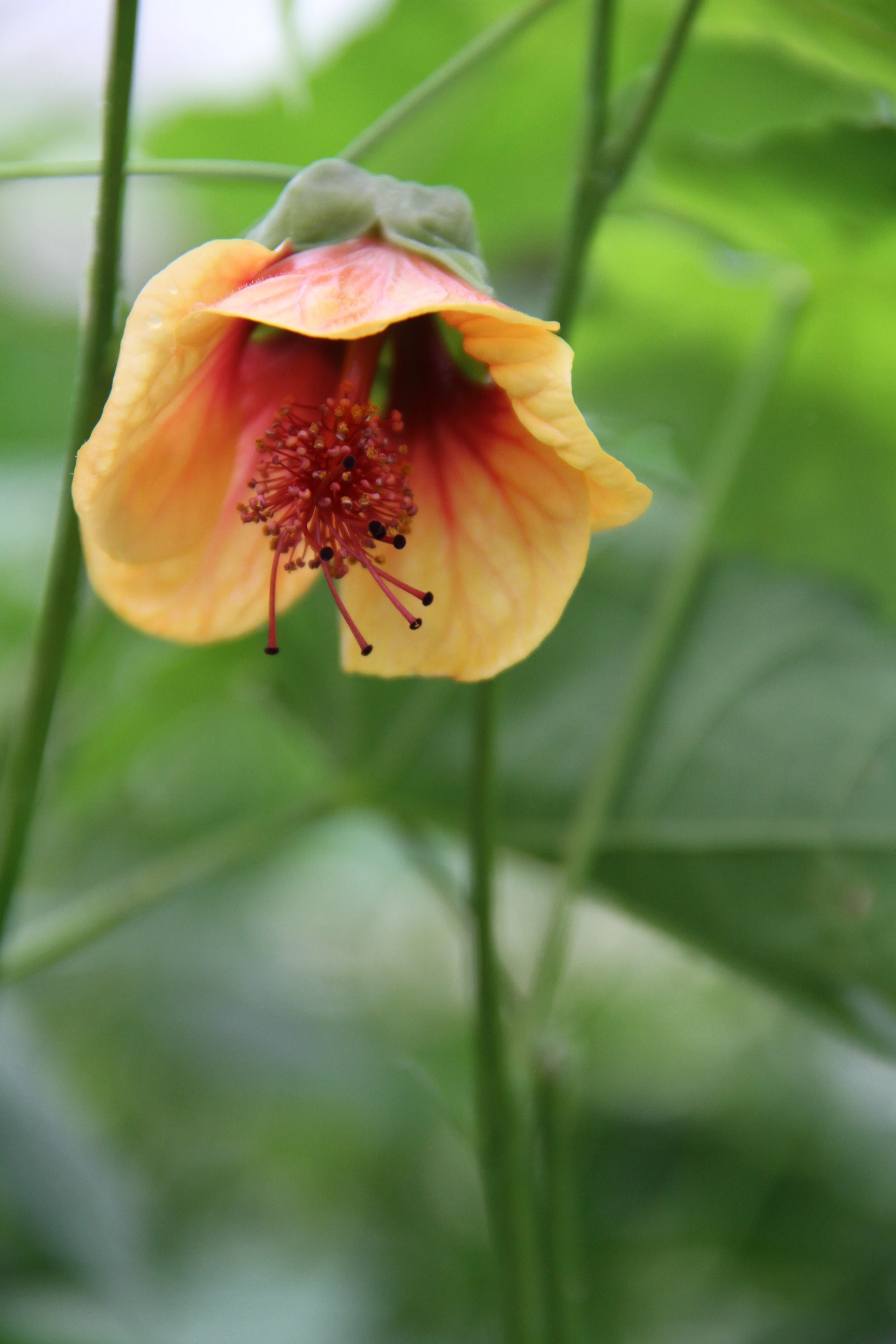 *RETAIL - Abutilon x 'Little Shrimp' - Image 2