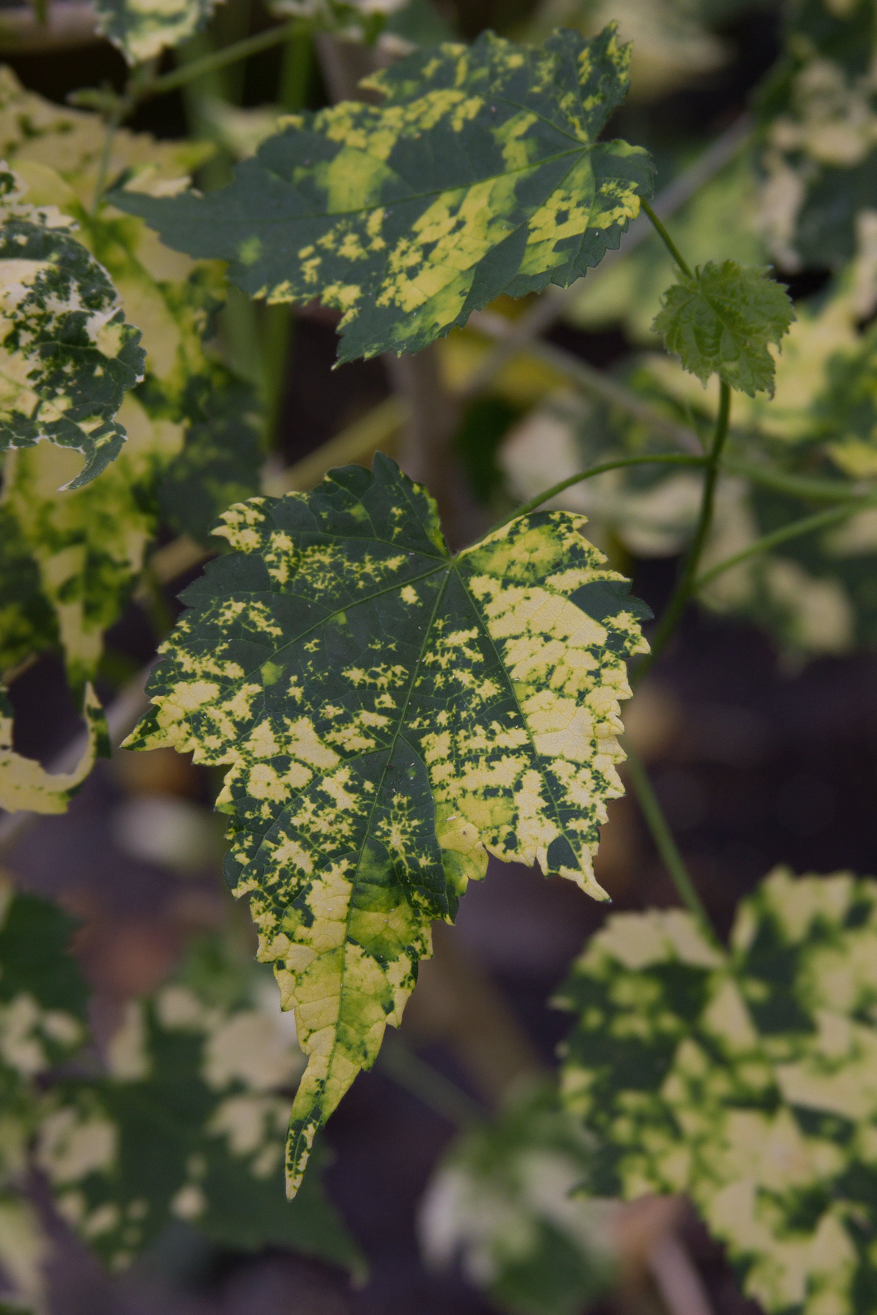 *RETAIL - Abutilon x 'Midas Touch' - Image 2