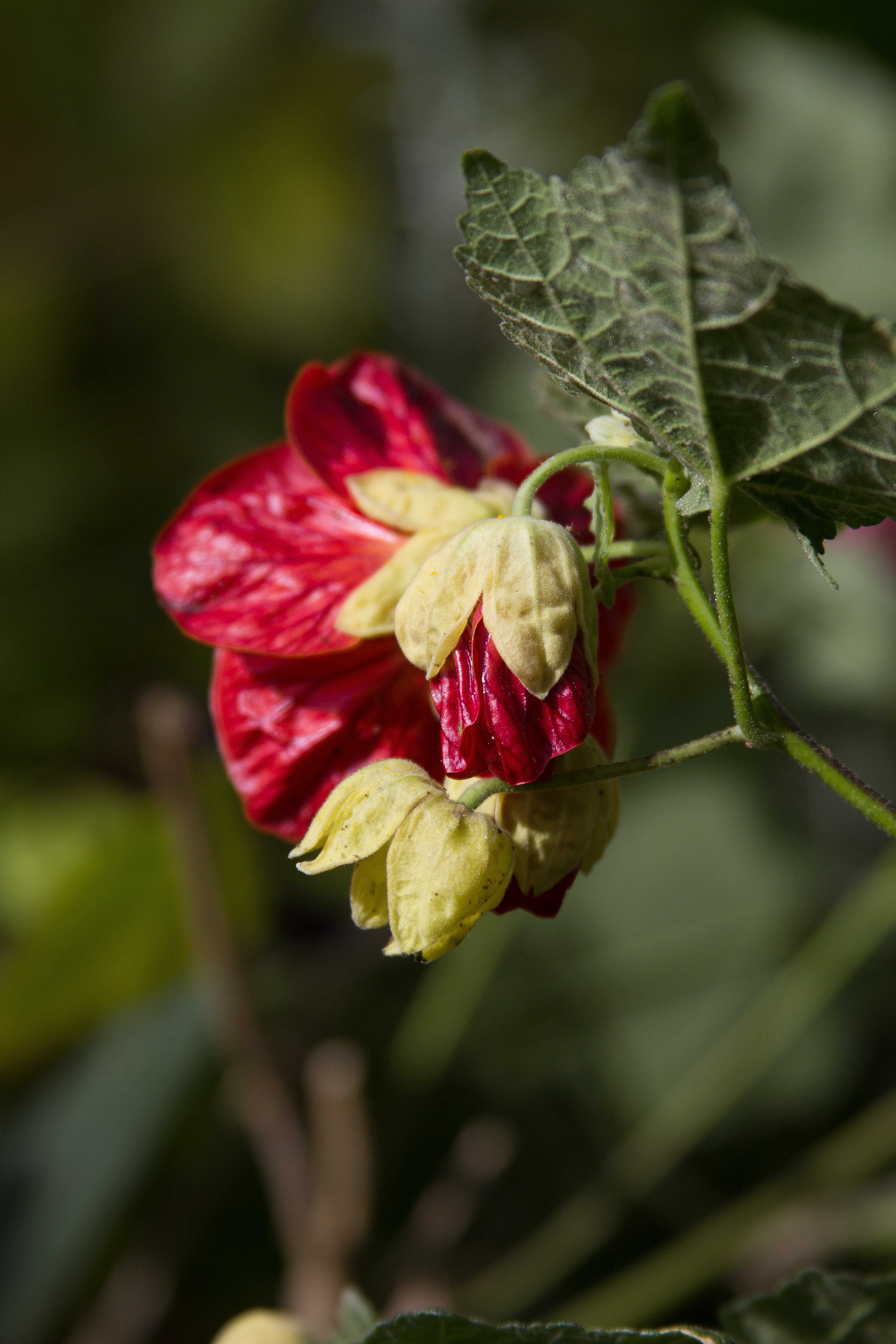 *RETAIL - Abutilon x 'Nabob'