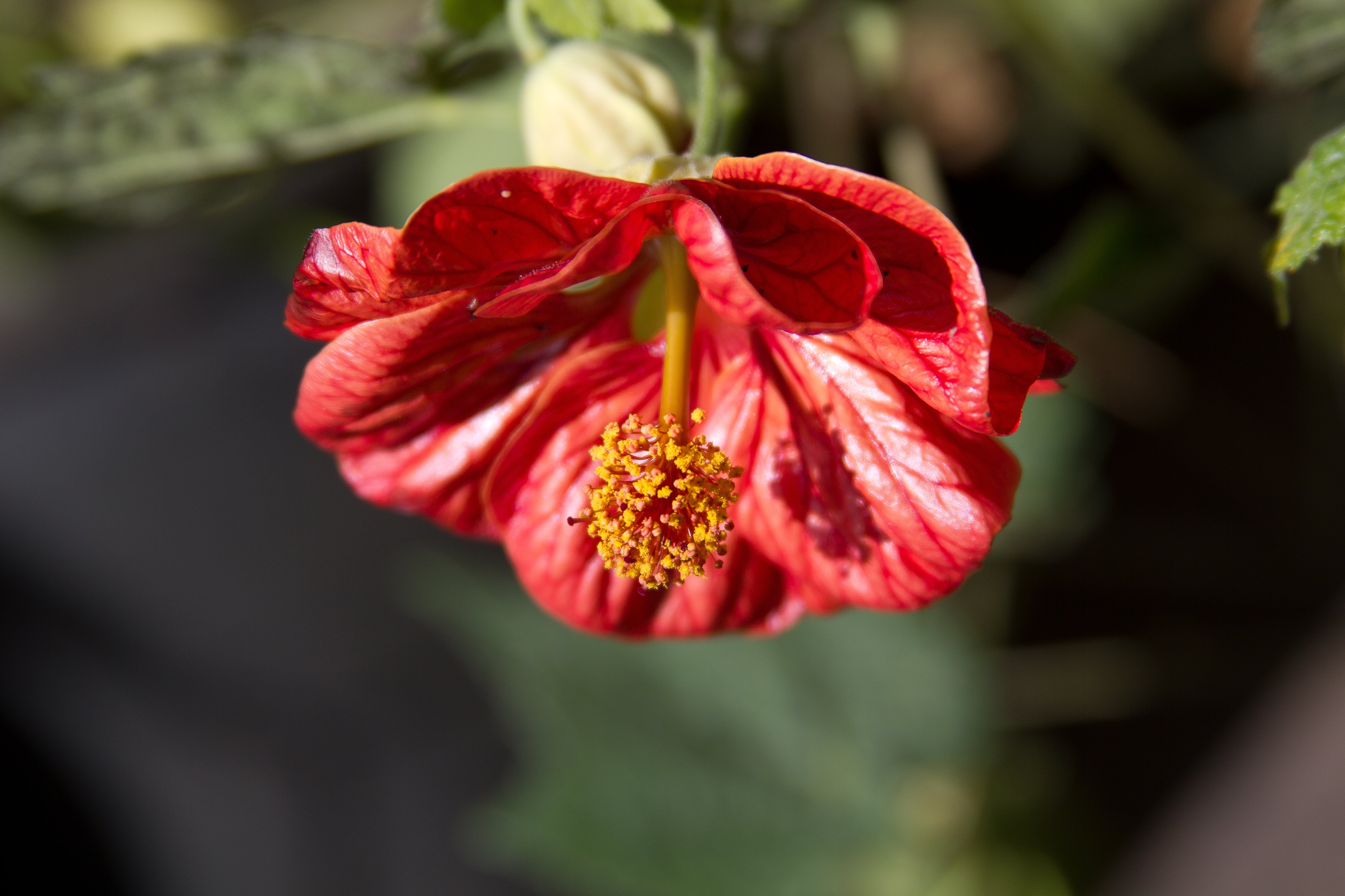 *RETAIL - Abutilon x 'Nabob' - Image 2
